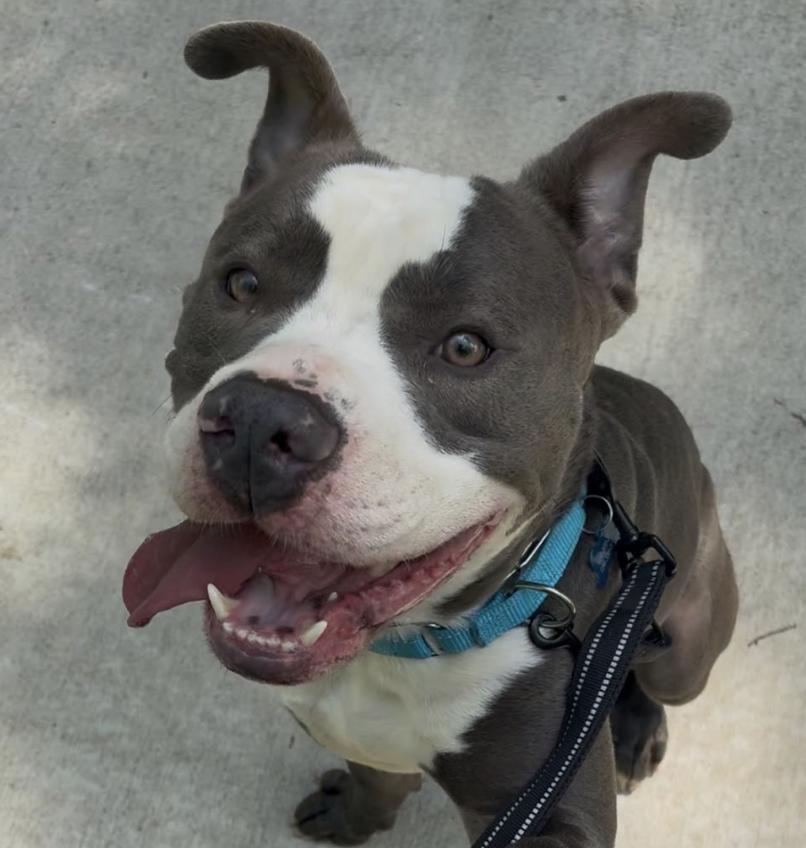 Polo, a Adoptable Pit Bull Terrier in Roswell, GA image 3/6