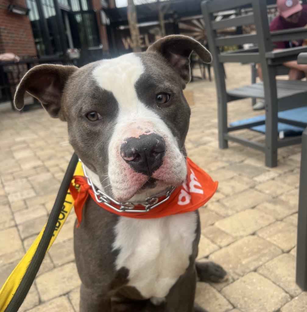 Polo, a Adoptable Pit Bull Terrier in Roswell, GA image 5/6