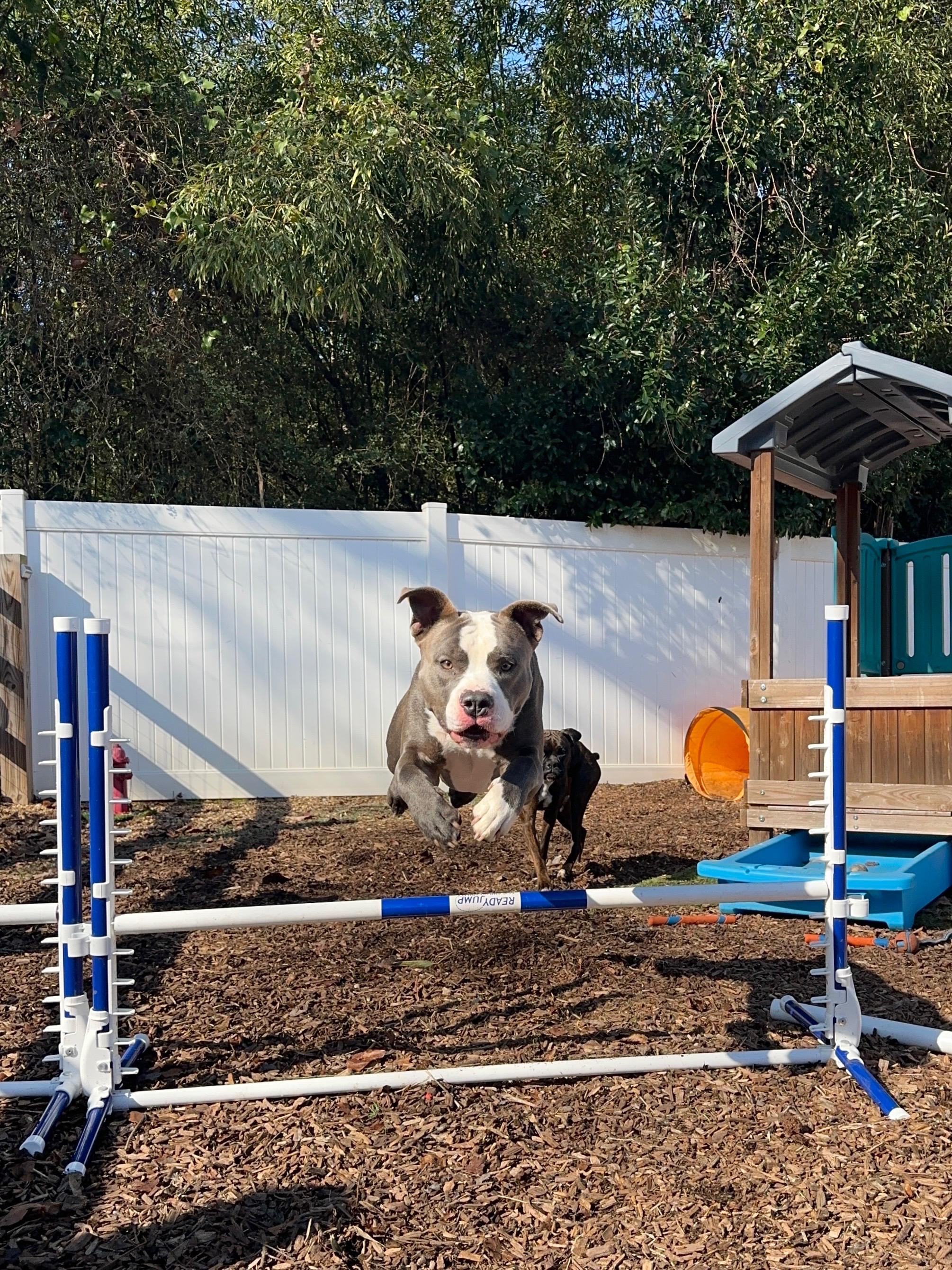 Polo, Adoptable, Adult Male Pit Bull Terrier & Boxer.