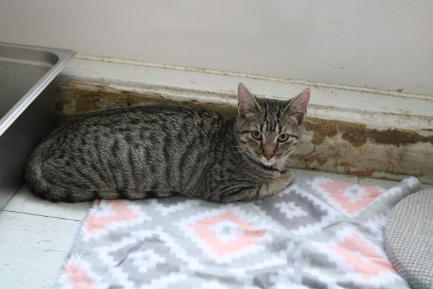 Betty (Betti (Ocshner), a Adoptable mixed breed in Covington, LA image 1/2