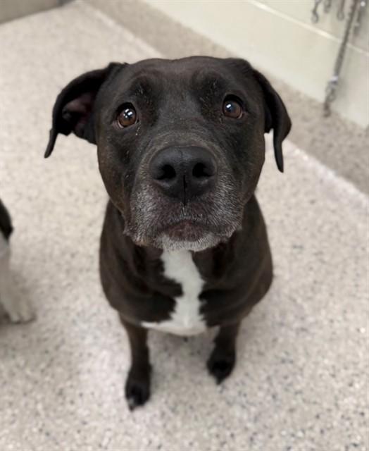 Enlarge LILA, a Adoptable mixed breed in Brighton, CO image 1/1