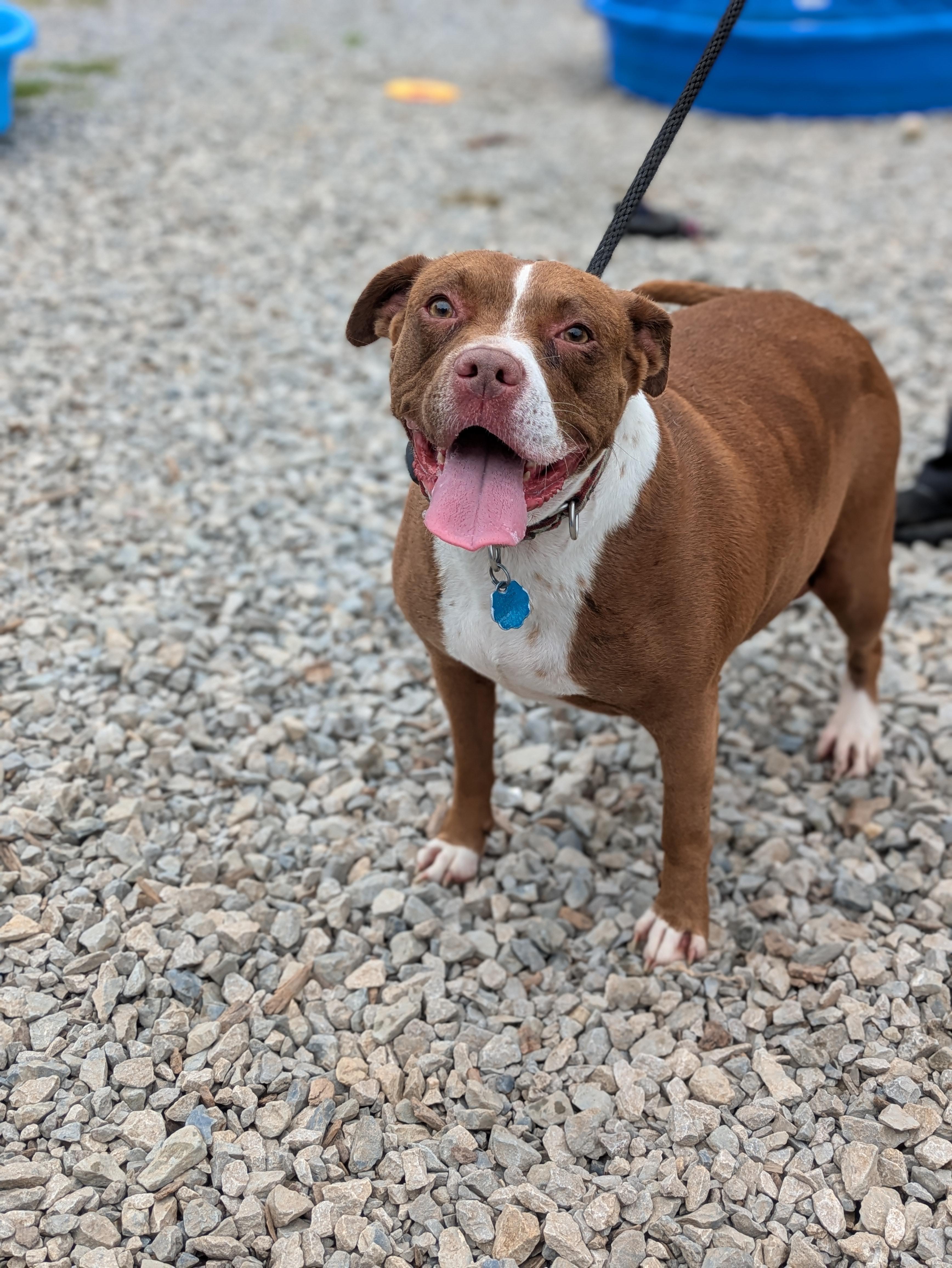 Enlarge Catrina, a ADOPTABLE Mixed Breed in Huntsville, AL image 1/2