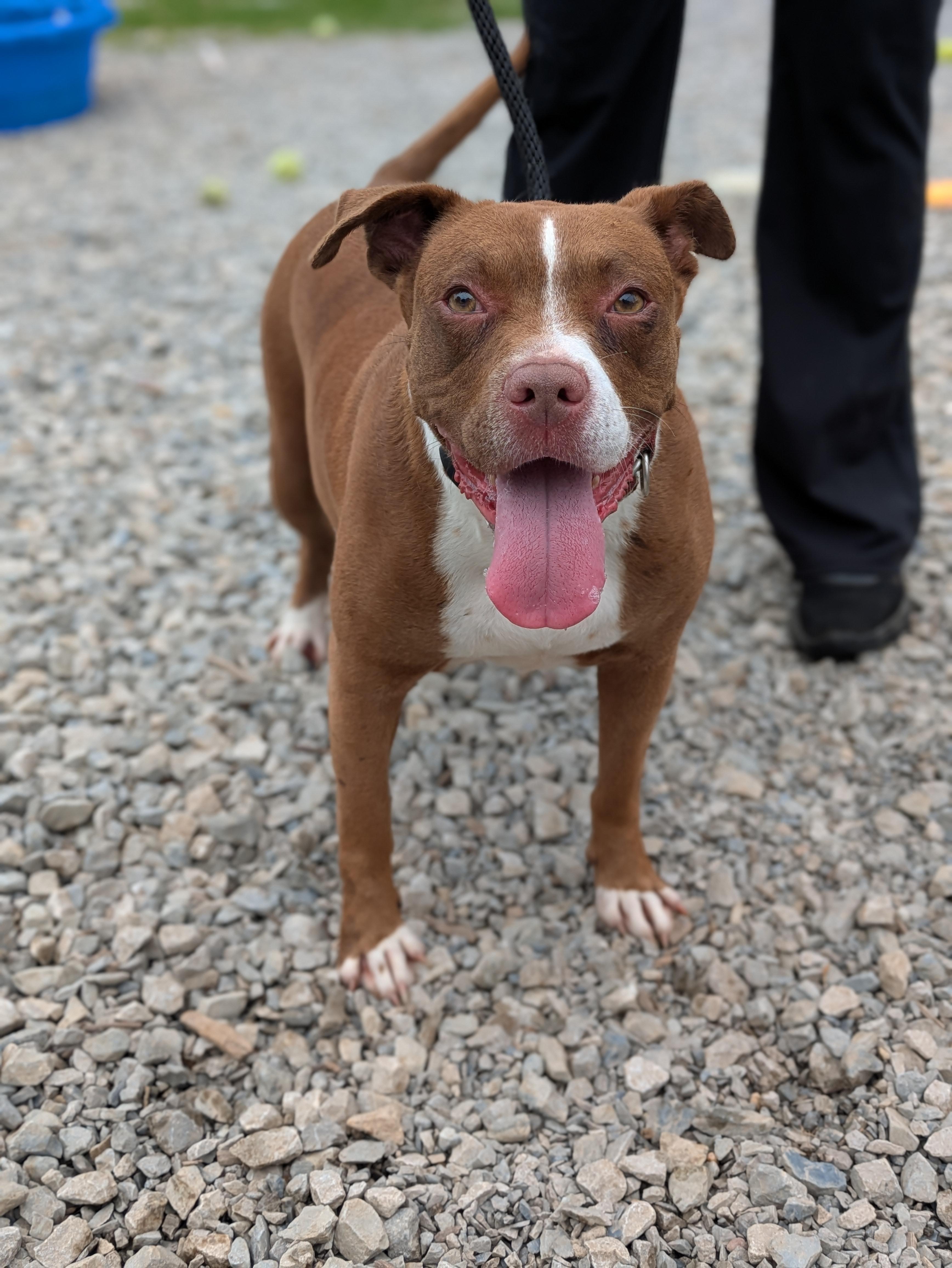 Enlarge Catrina, a ADOPTABLE Mixed Breed in Huntsville, AL image 2/2