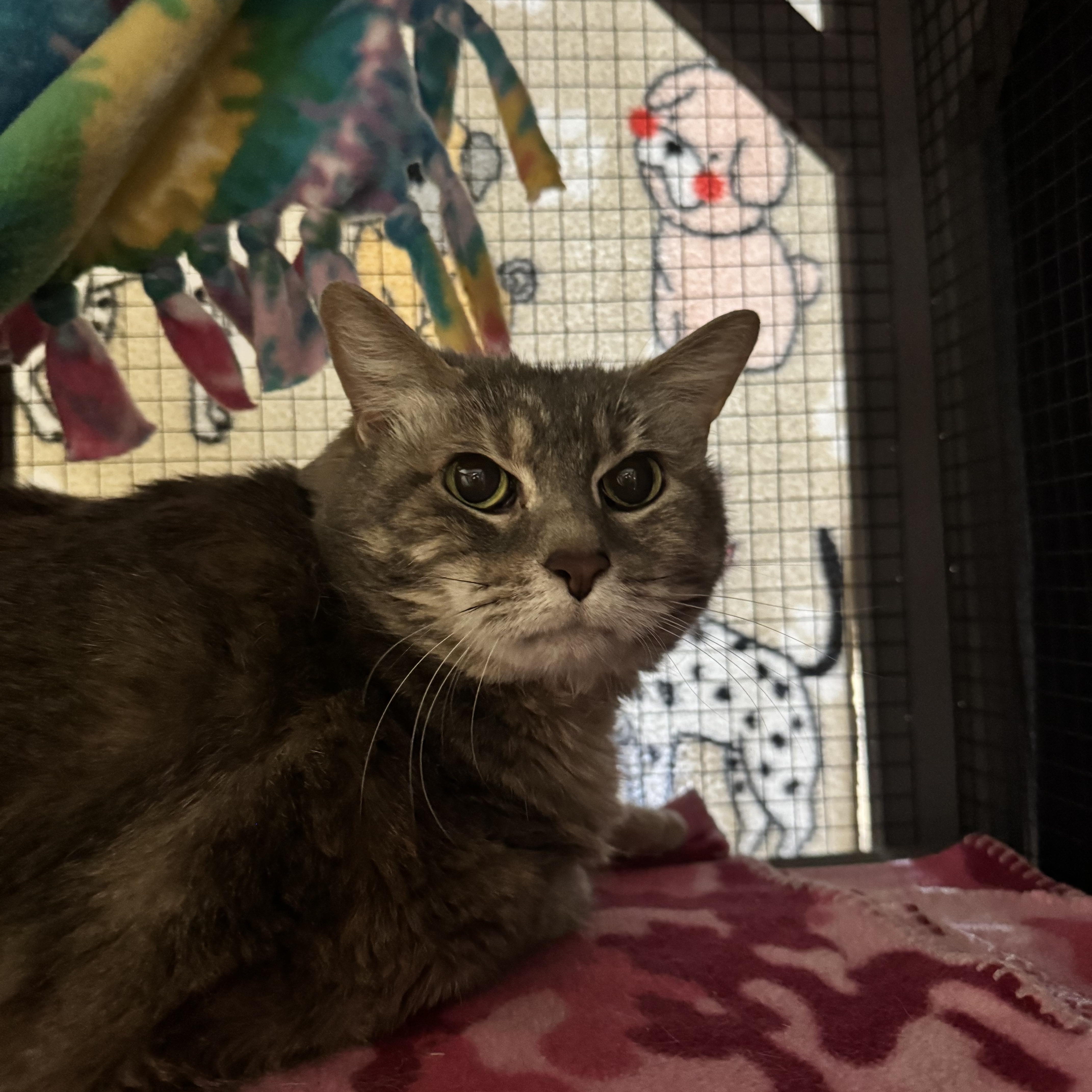 Candy, a ADOPTABLE Domestic Short Hair in Dodgeville, WI image 2/2