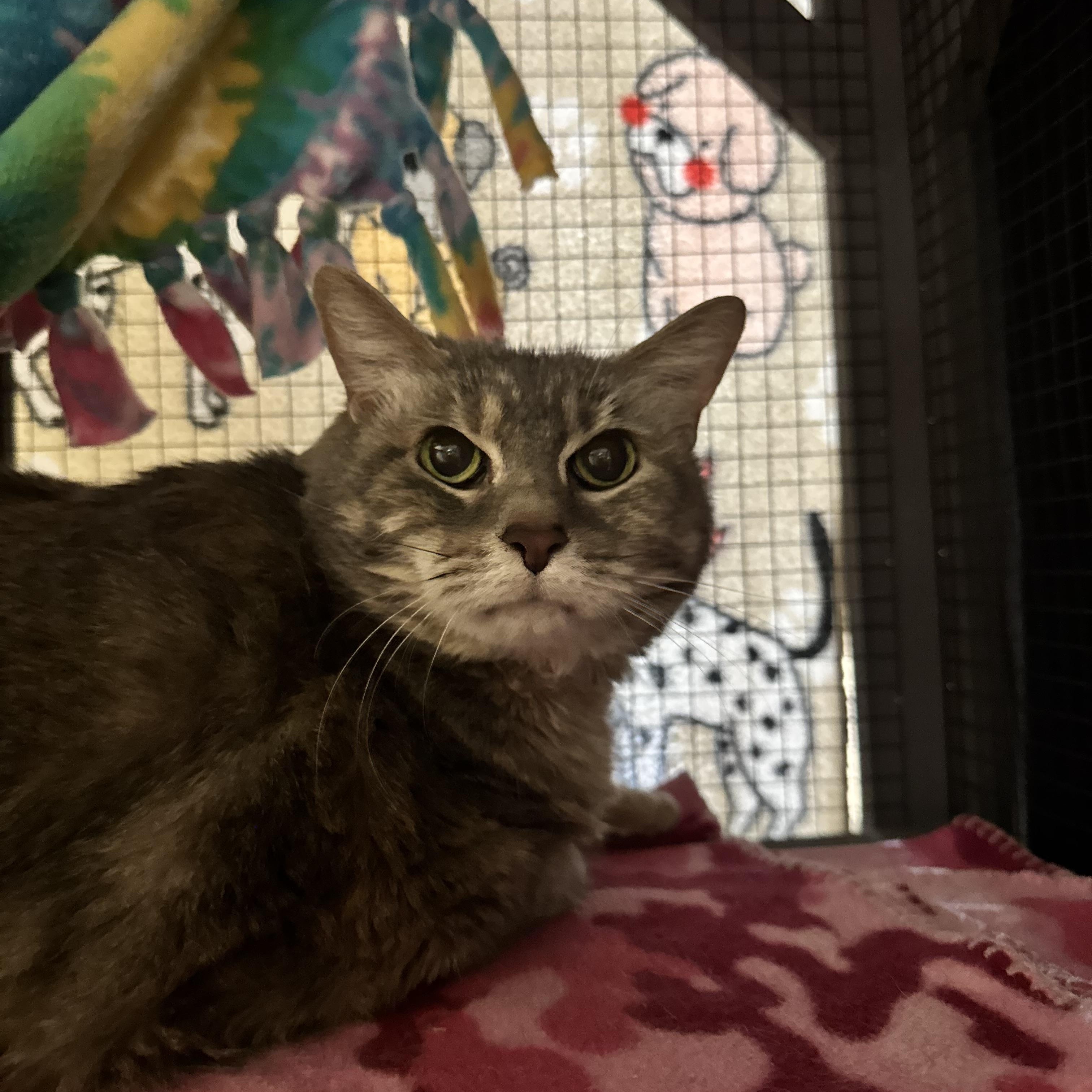Candy, a ADOPTABLE Domestic Short Hair in Dodgeville, WI image 1/2