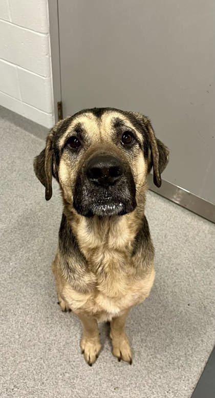 Boston  , ADOPTABLE, Adult Male Mixed Breed.