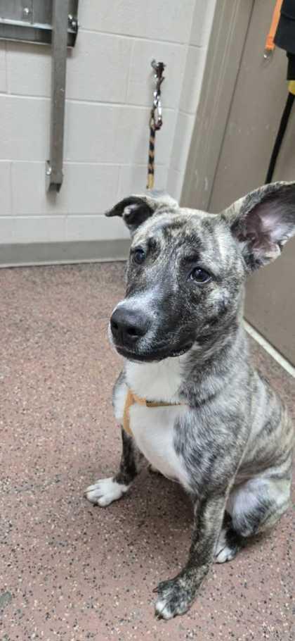 Clam, Adoptable, Puppy Male Plott Hound & Mixed Breed.