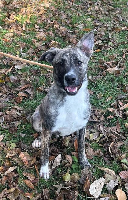 Clam, a Adoptable mixed breed in New Albany, IN image 2/2