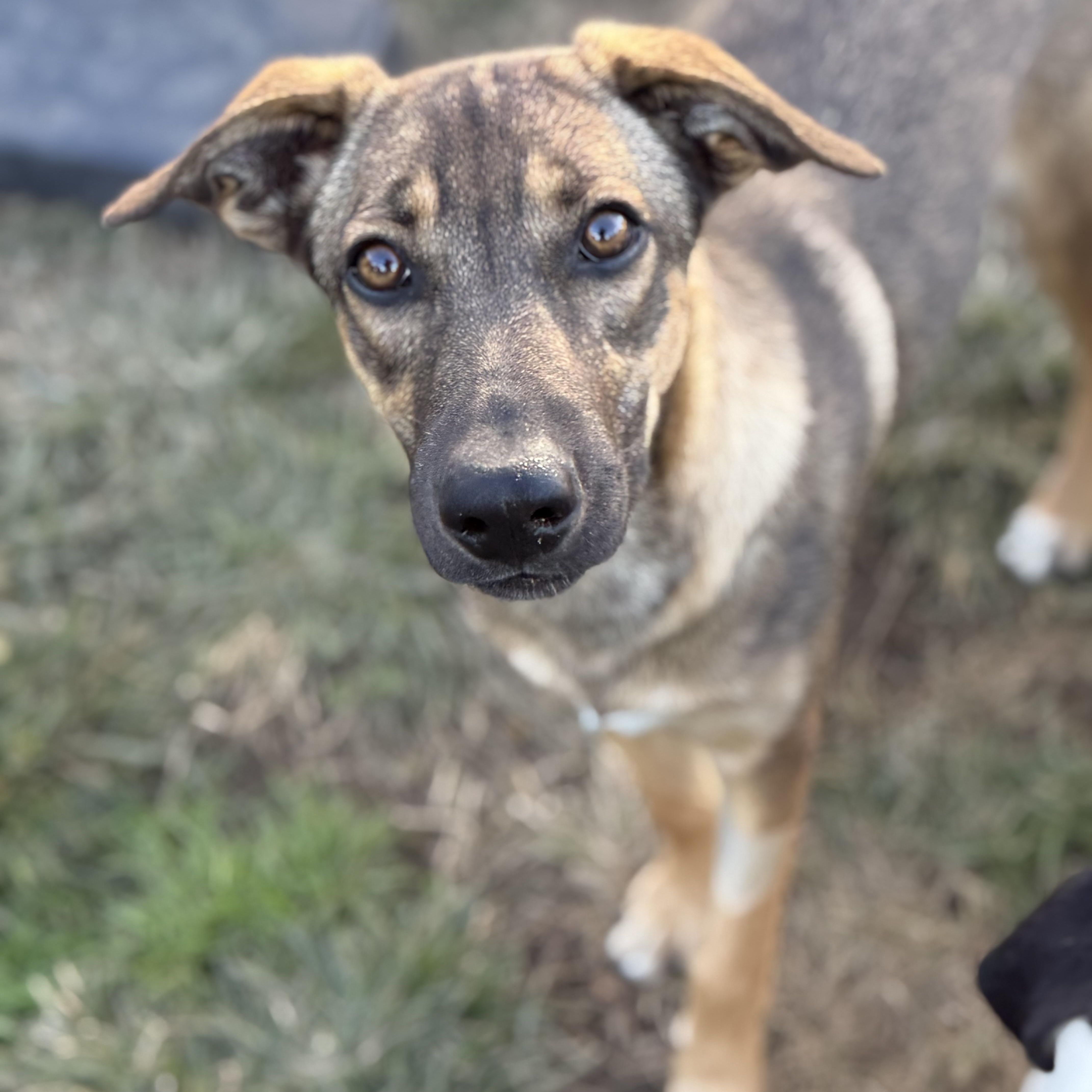 Enlarge Ruby, a Adoptable mixed breed in Glenolden, PA image 2/6