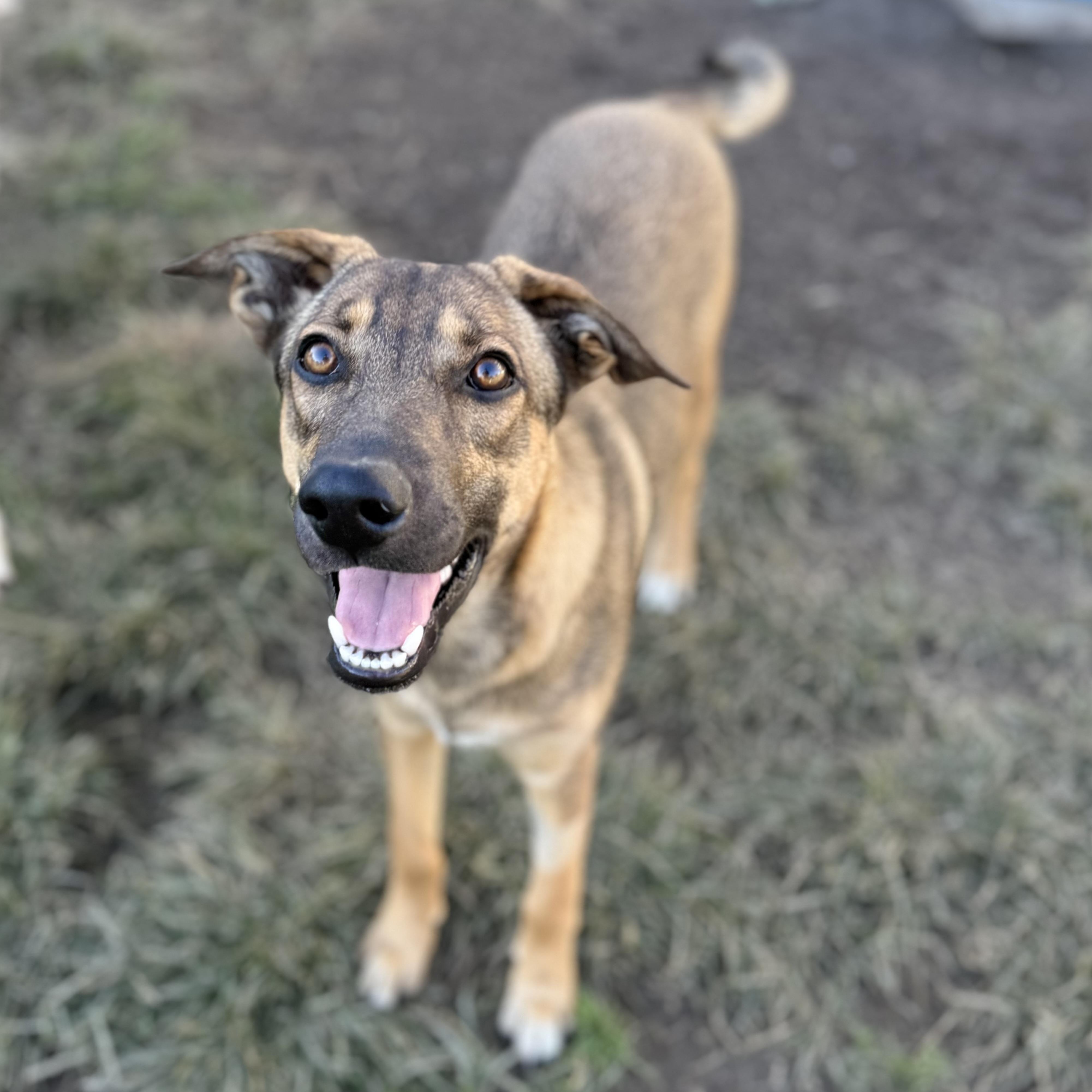 Enlarge Ruby, a Adoptable mixed breed in Glenolden, PA image 1/6