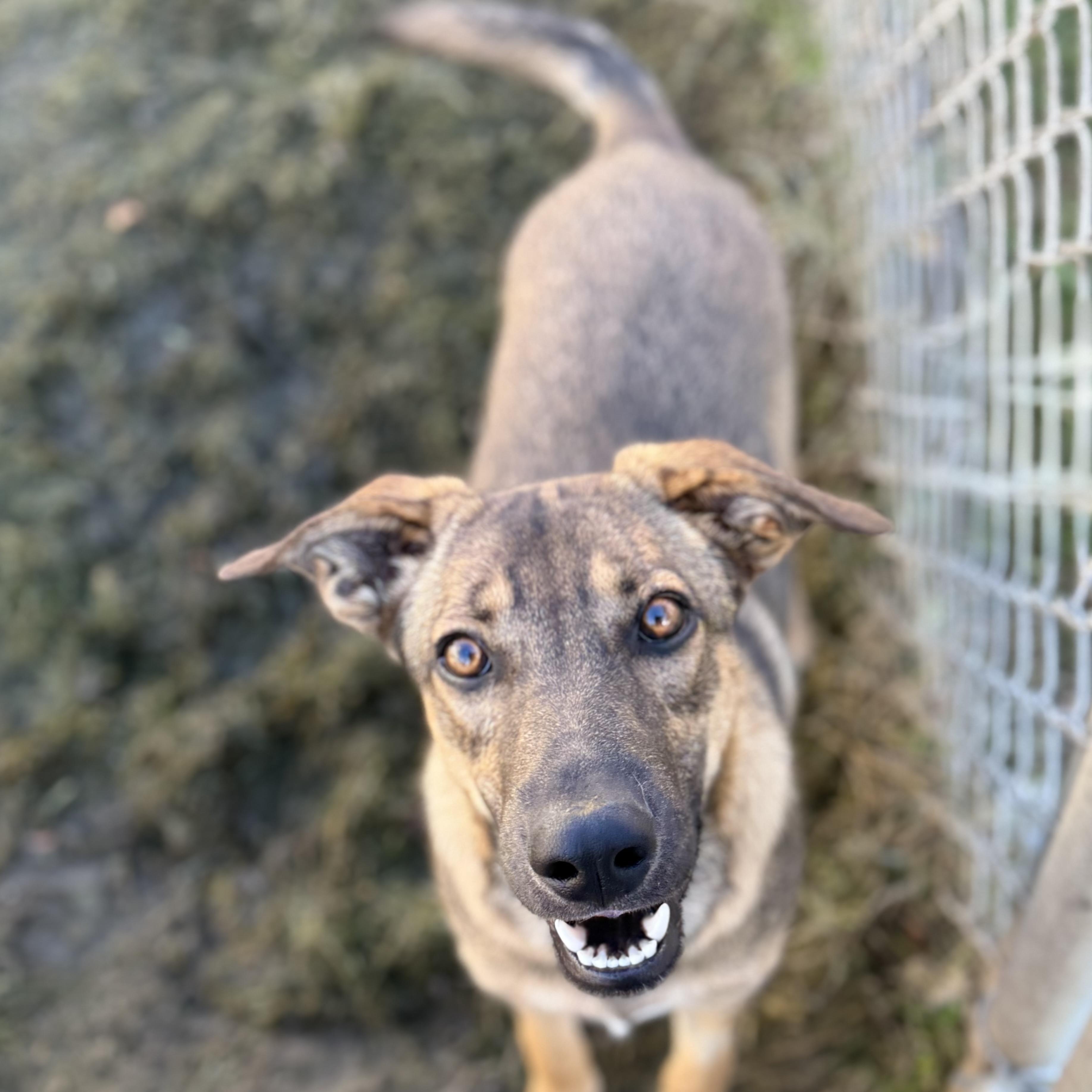 Enlarge Ruby, a Adoptable mixed breed in Glenolden, PA image 4/6