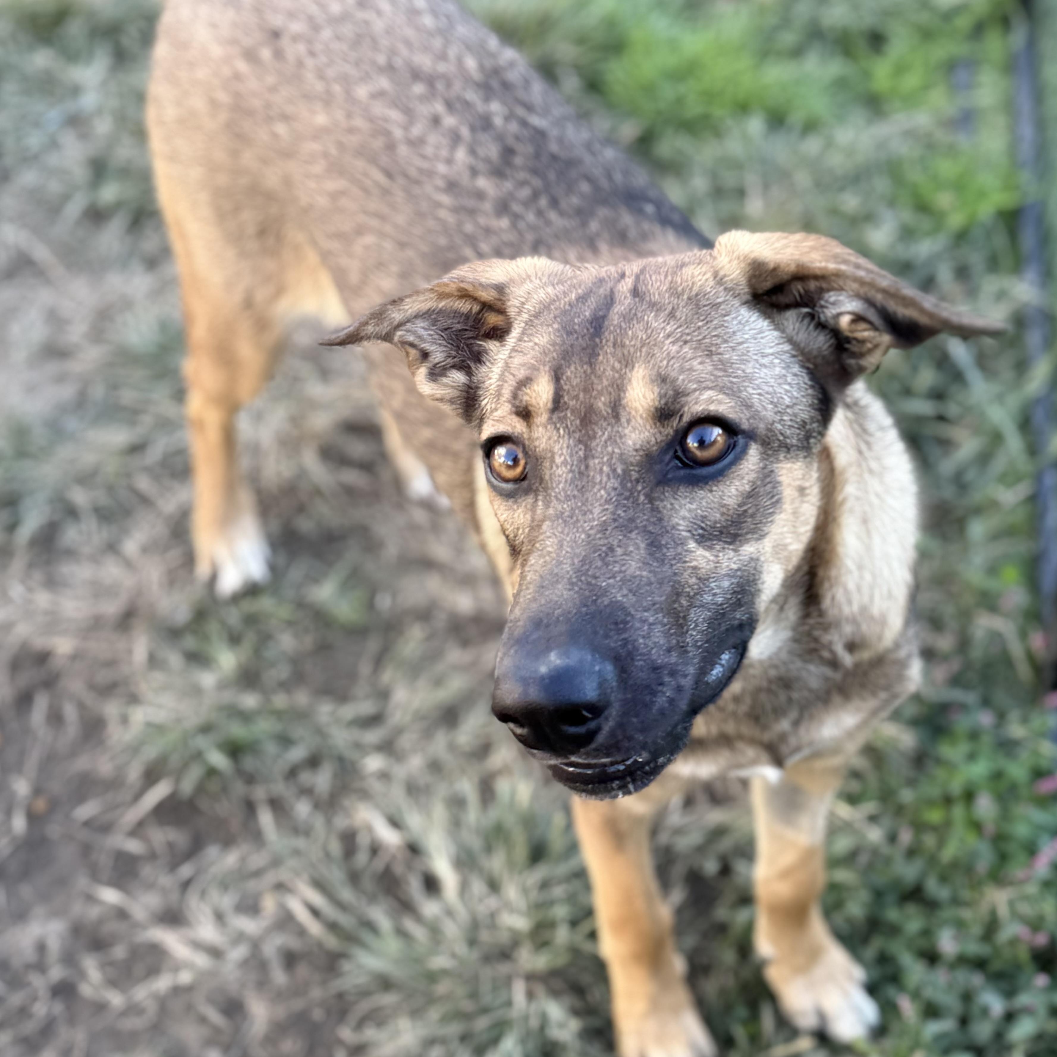 Enlarge Ruby, a Adoptable mixed breed in Glenolden, PA image 3/6