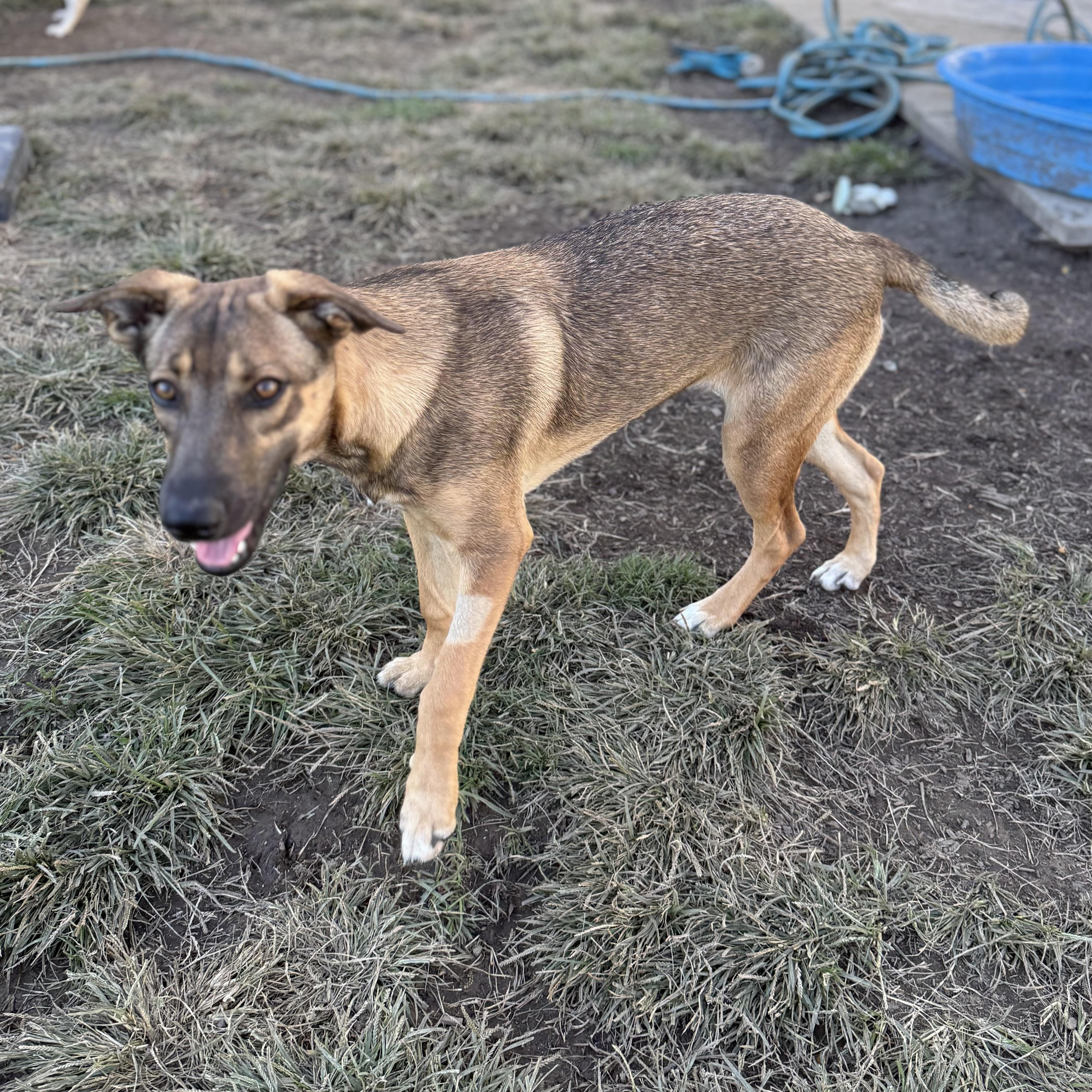 Enlarge Ruby, a Adoptable mixed breed in Glenolden, PA image 6/6