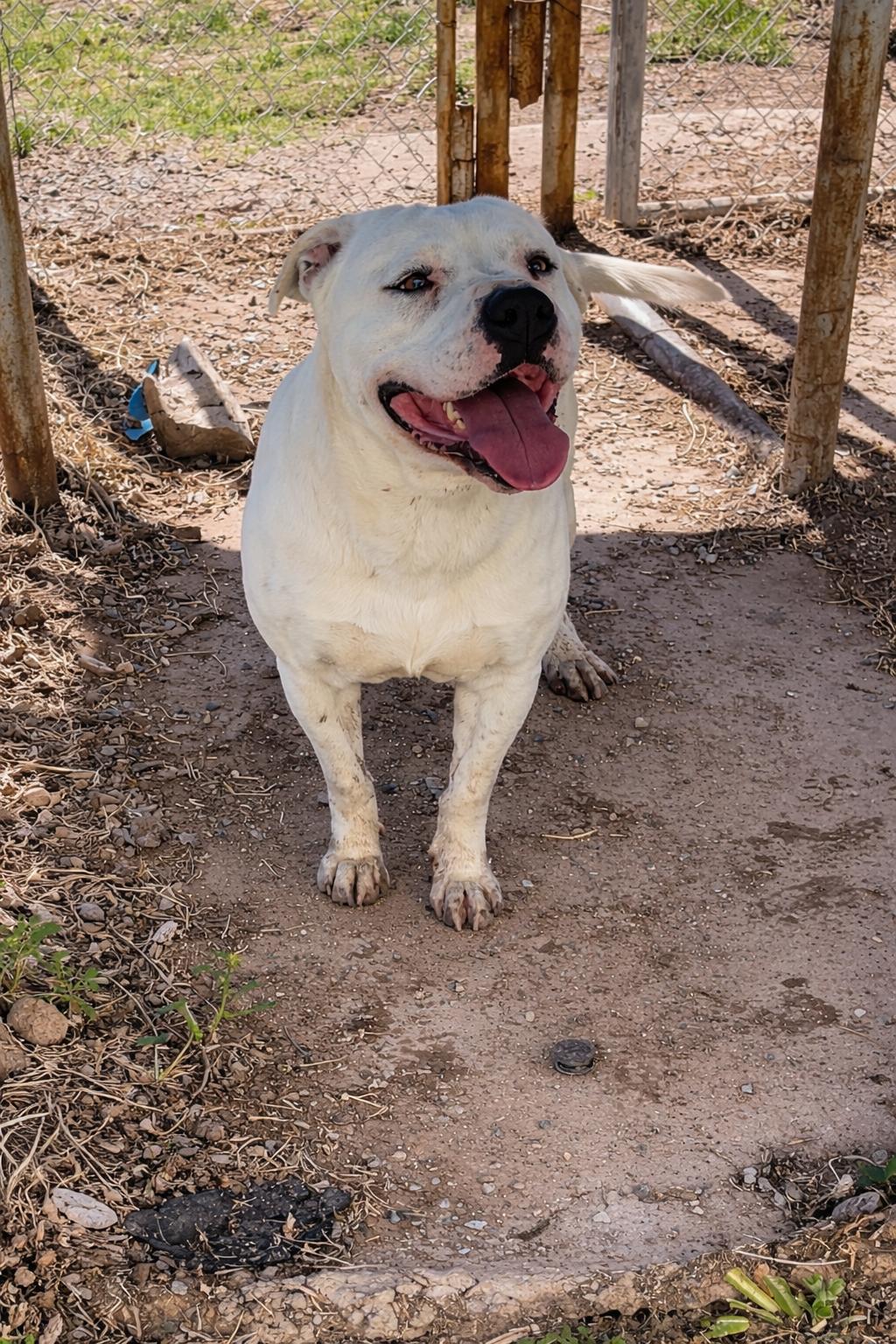 Ranger, Adoptable, Adult Male Pit Bull Terrier.
