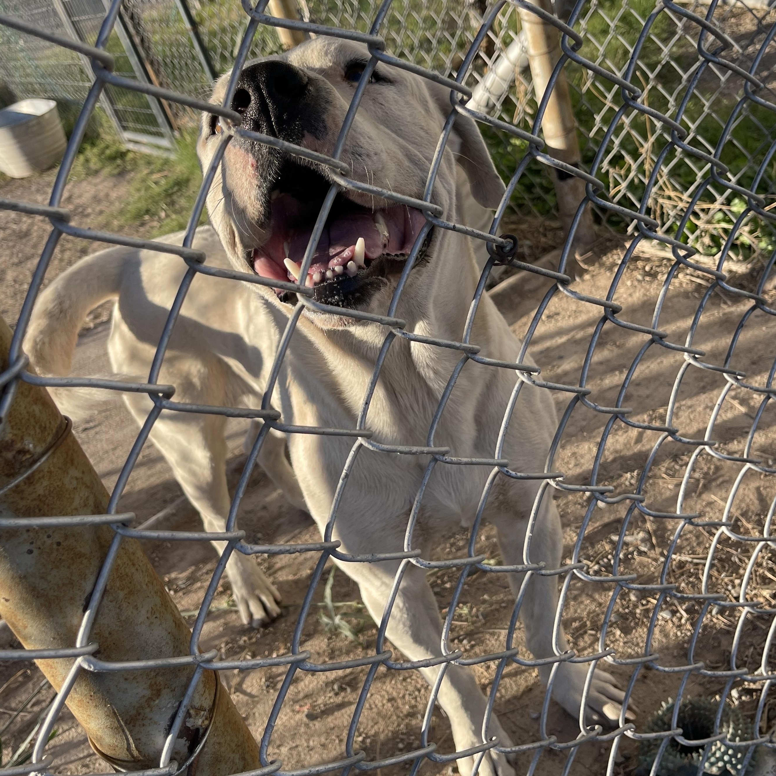 Enlarge Ranger, a Adoptable Pit Bull Terrier in Lordsburg, NM image 1/1