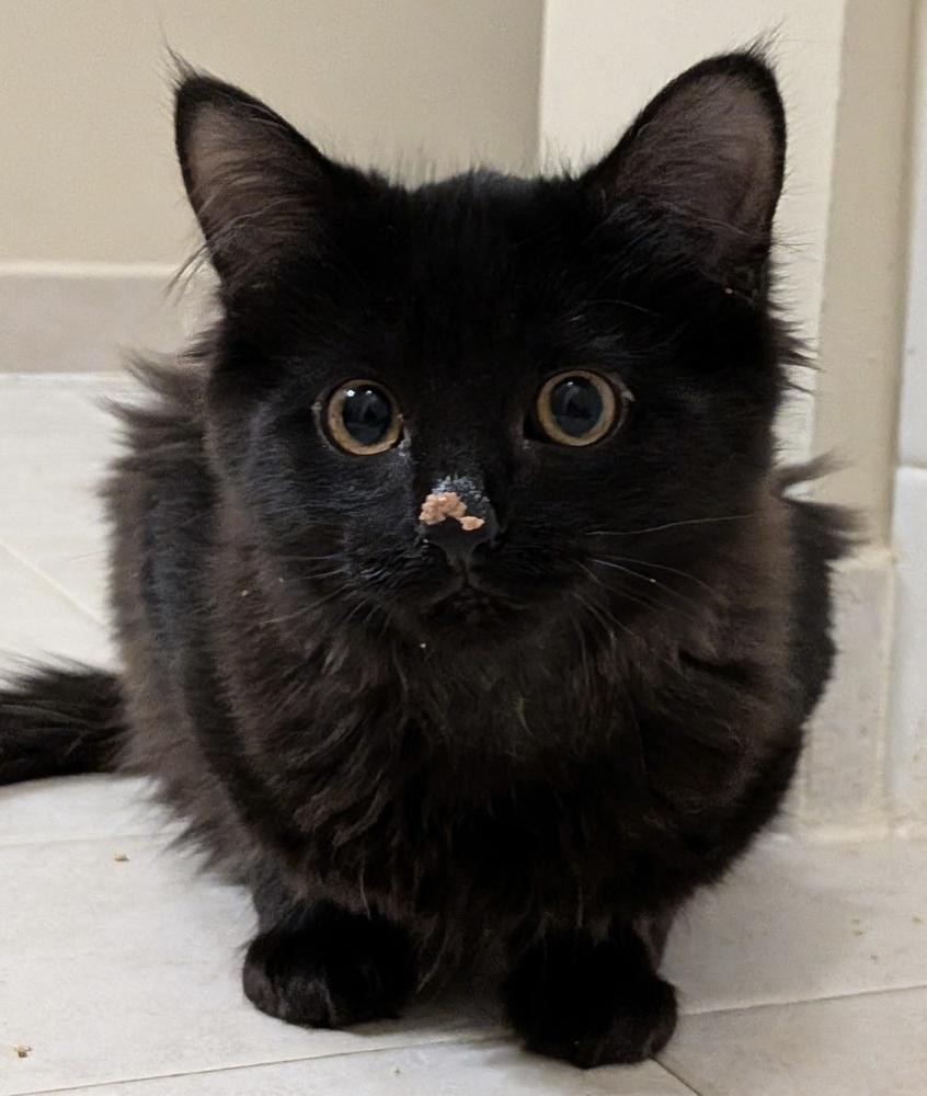 Enlarge Topanga, a Adoptable Domestic Long Hair in Morris Plains, NJ image 3/5