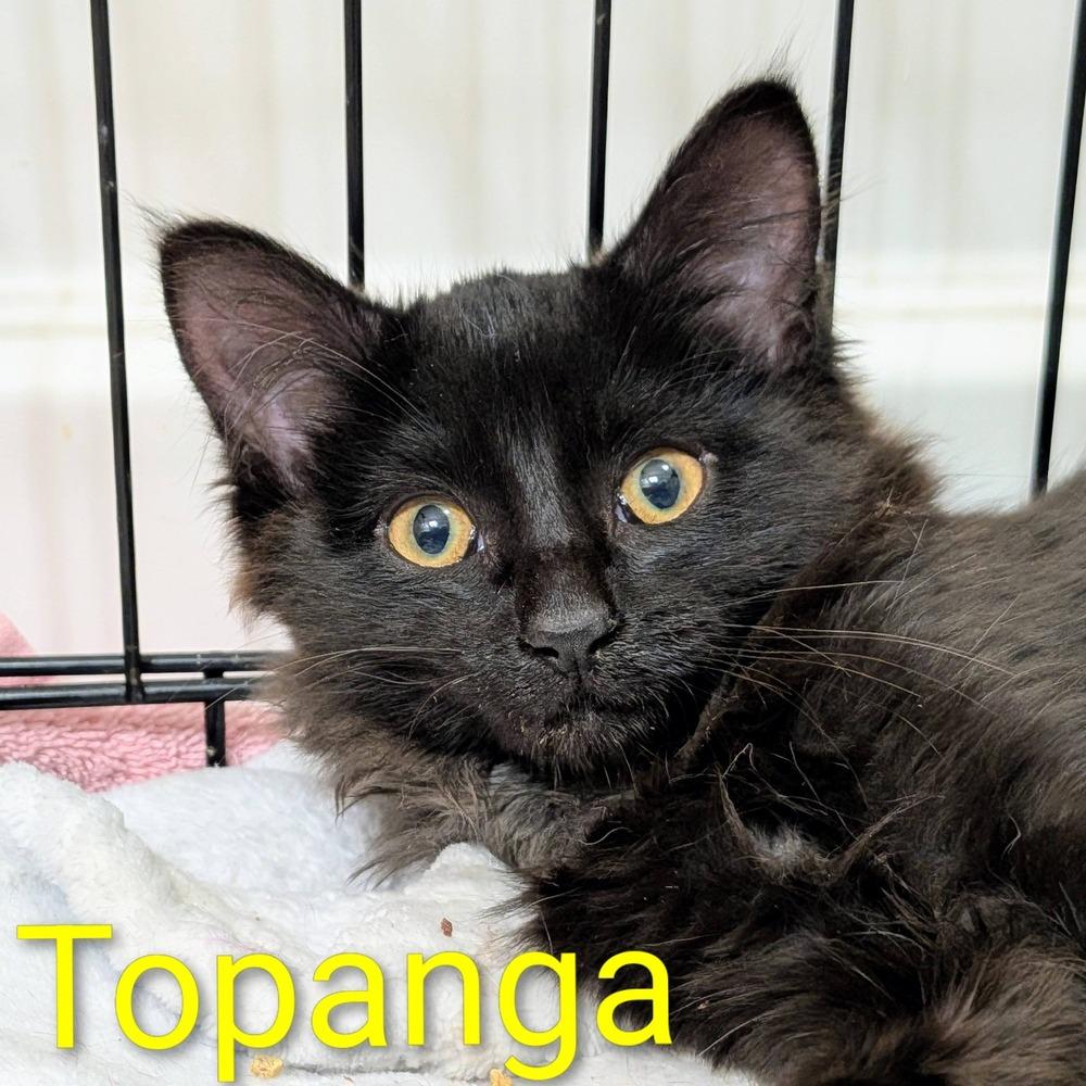 Enlarge Topanga, a Adoptable Domestic Long Hair in Morris Plains, NJ image 4/5