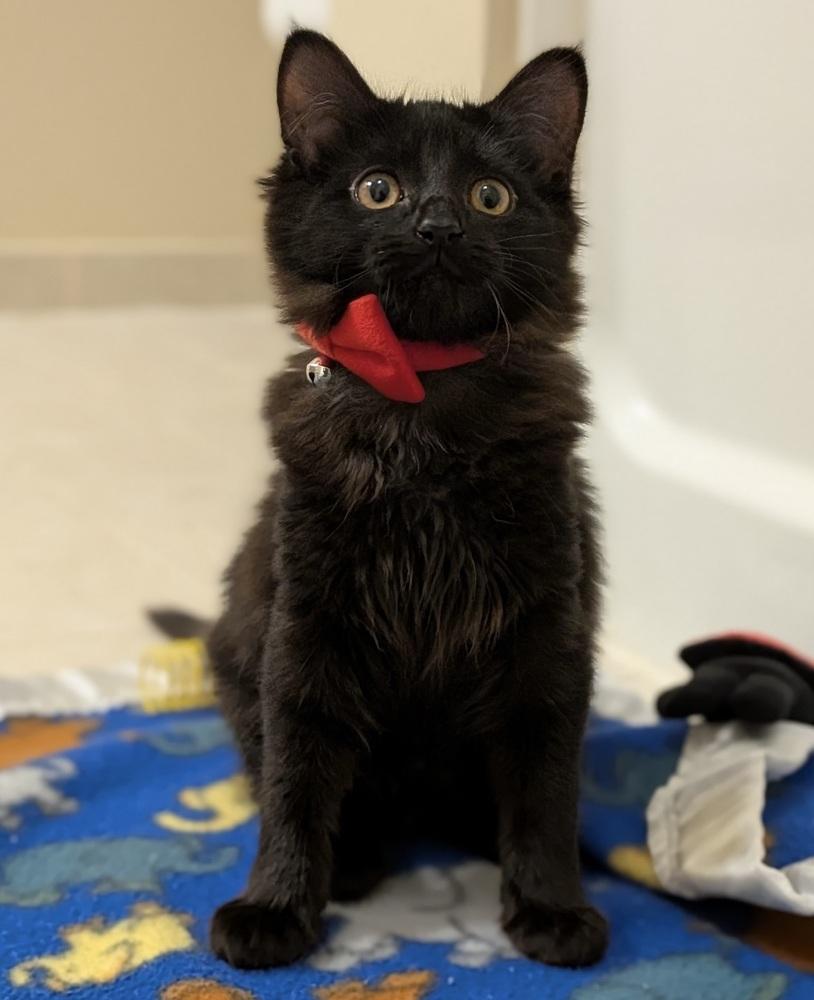 Enlarge Topanga, a Adoptable Domestic Long Hair in Morris Plains, NJ image 5/5