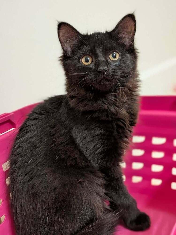 Enlarge Topanga, a Adoptable Domestic Long Hair in Morris Plains, NJ image 2/5