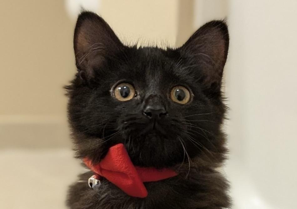 Enlarge Topanga, a Adoptable Domestic Long Hair in Morris Plains, NJ image 1/5