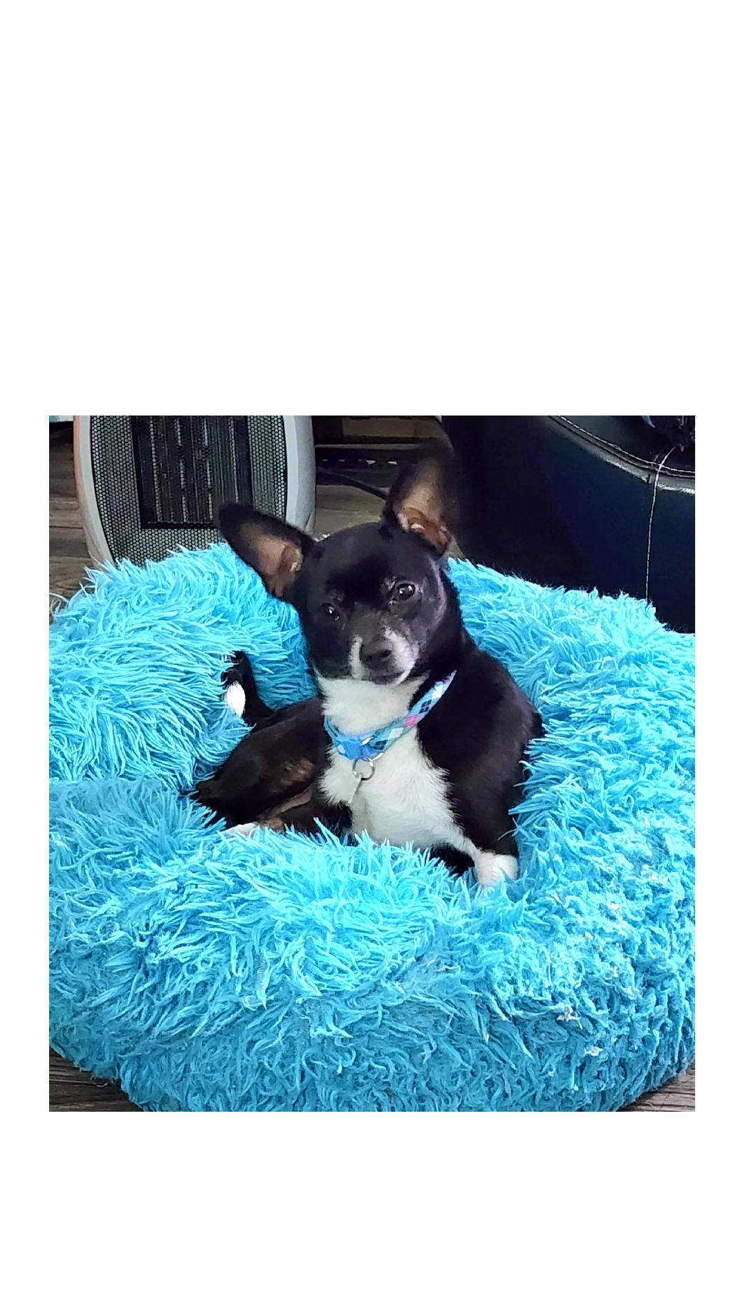 Peanut, ADOPTABLE, Adult Male Chihuahua.