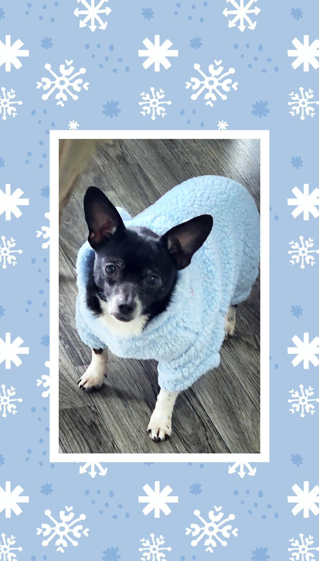 Peanut, ADOPTABLE, Adult Male Chihuahua.