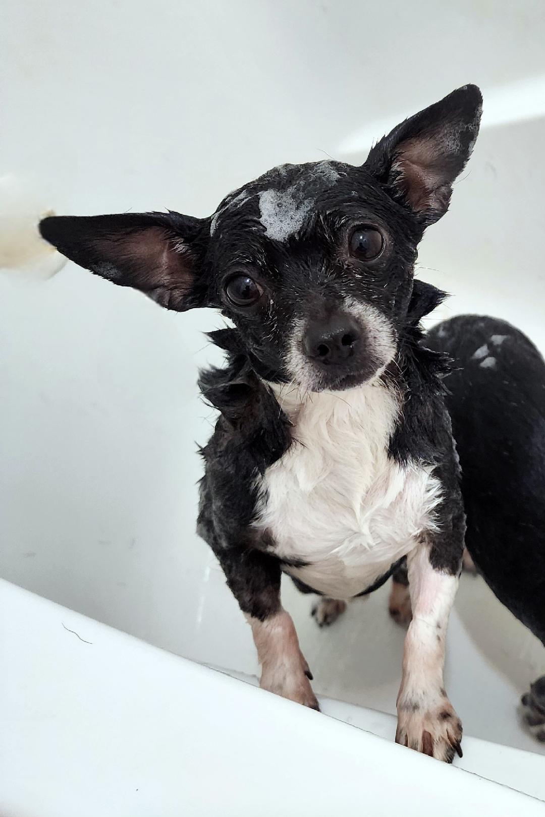 Peanut, ADOPTABLE, Adult Male Chihuahua.