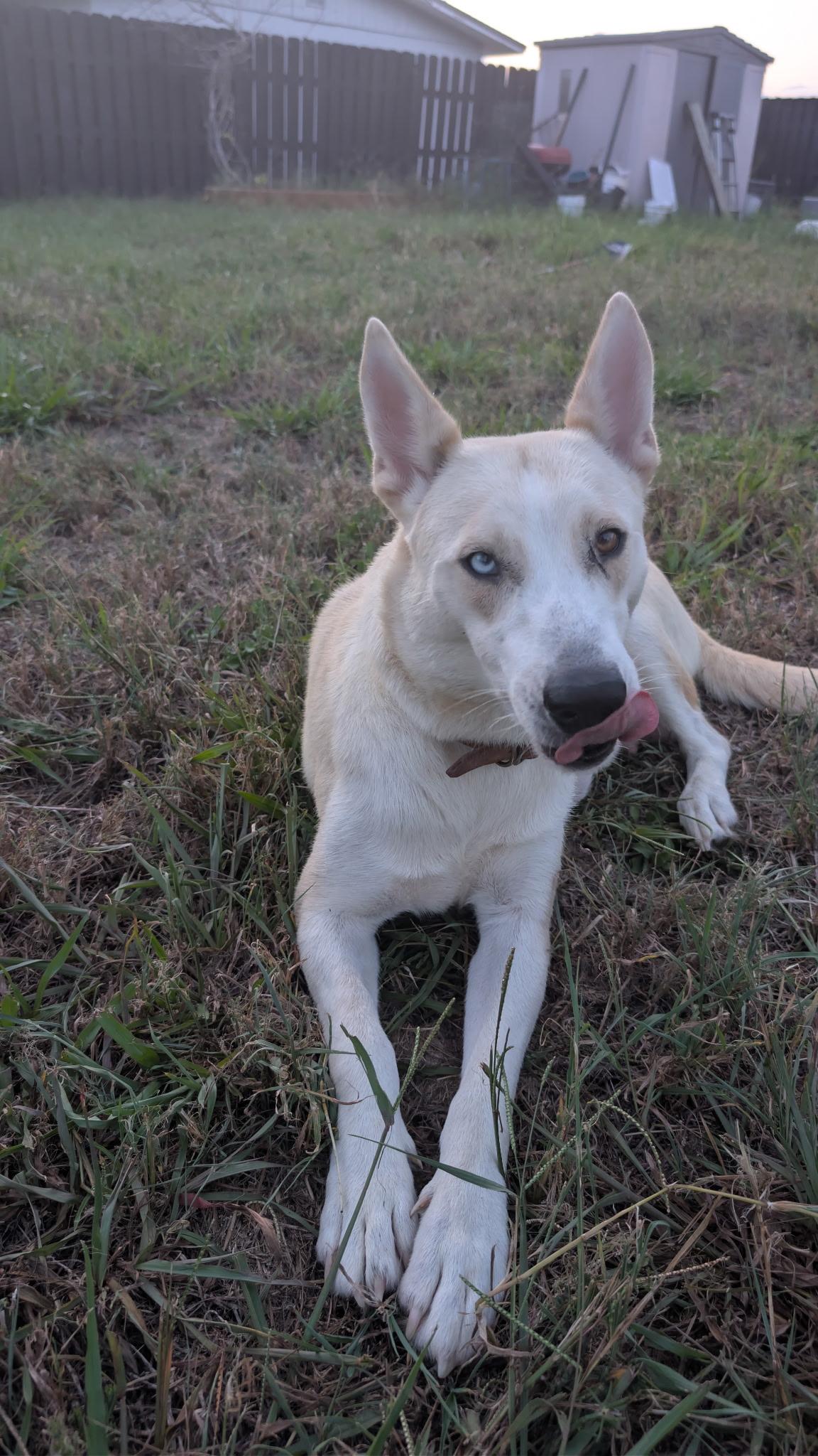 Stef, ADOPTABLE, Adult Female Carolina Dog.