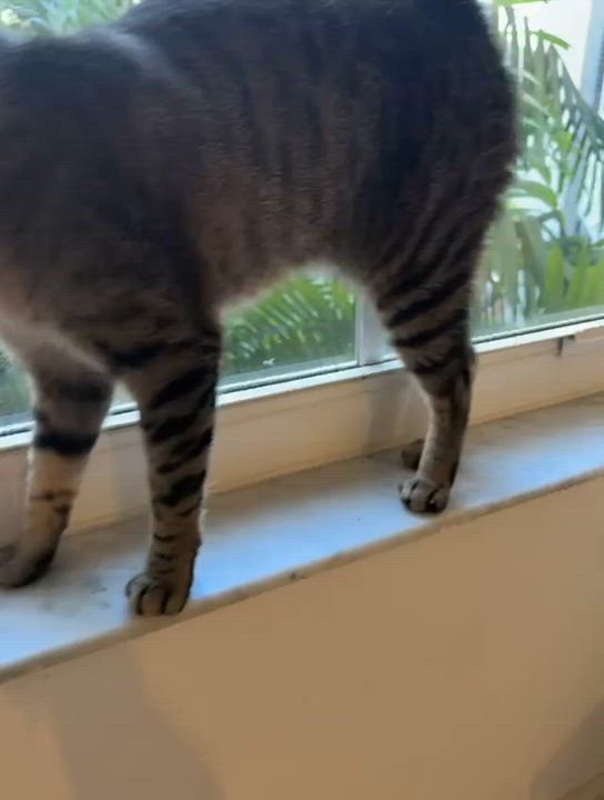 Enlarge Maky & Grisy, a Adoptable Domestic Short Hair in miami, FL video 6/6