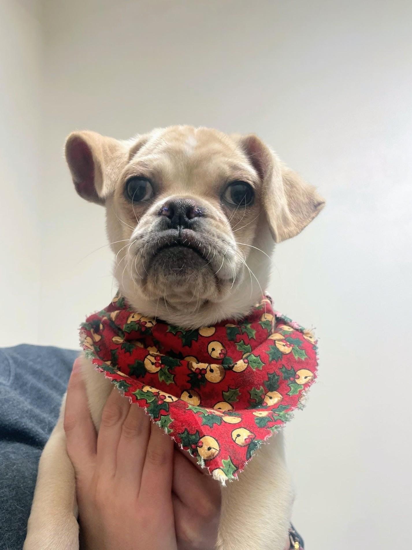 Reed, Adoptable, Puppy Male Pug.