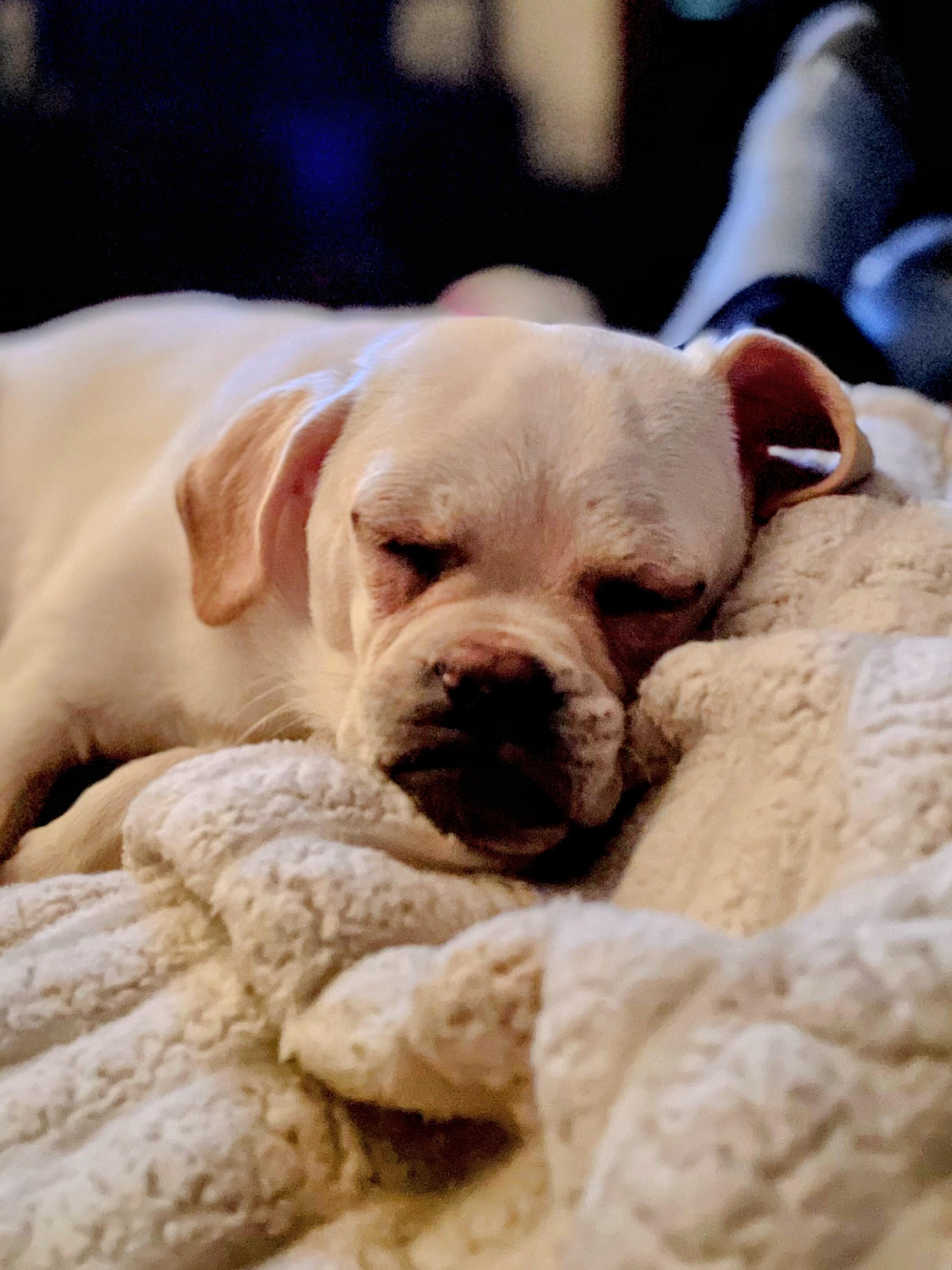 Enlarge Reed - Fostered in Rhode Island, an adopted mixed breed in Willington, CT image 5/6