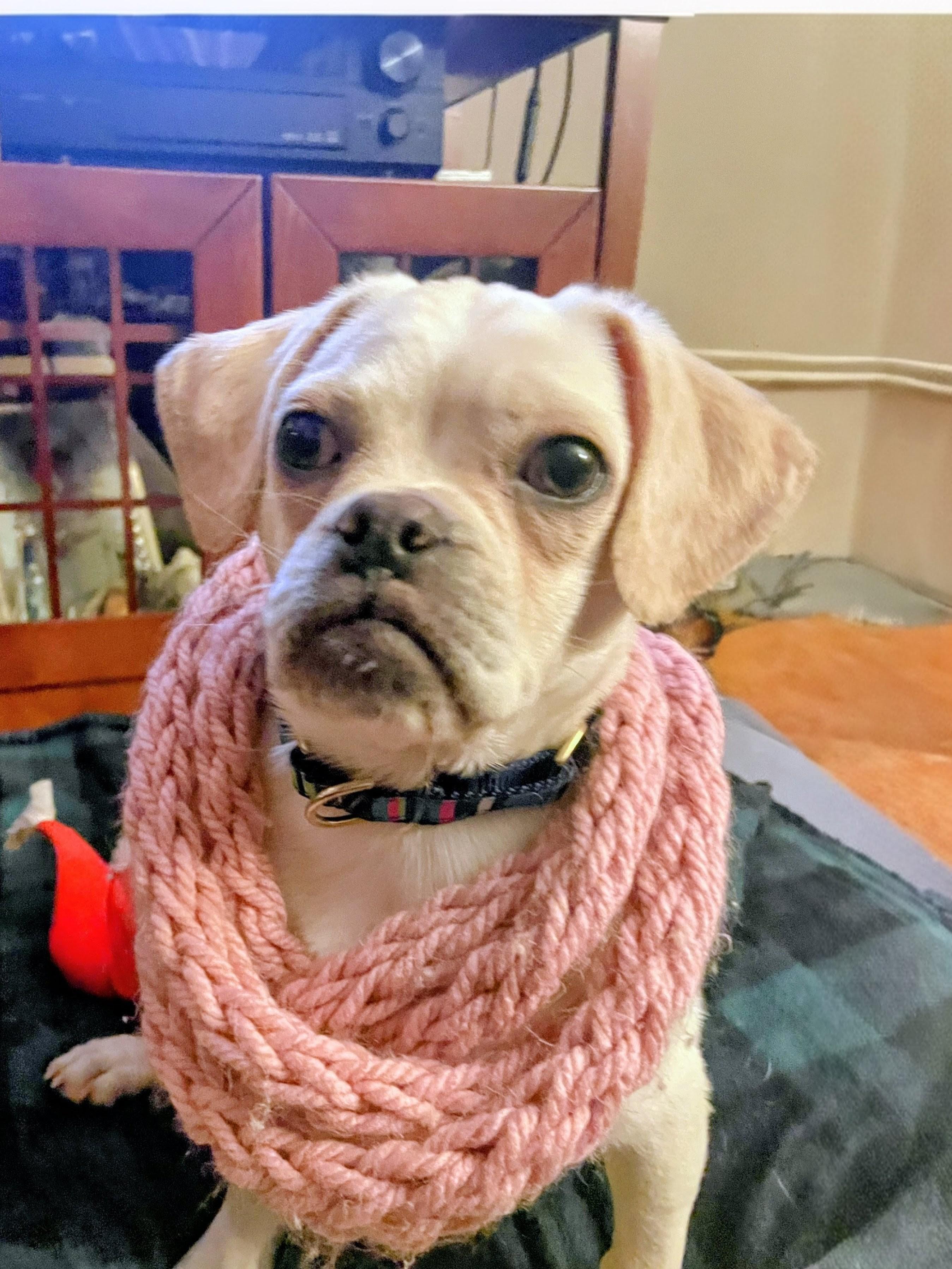 Reed - Fostered in Rhode Island, Adoptable, Puppy Male Pug.