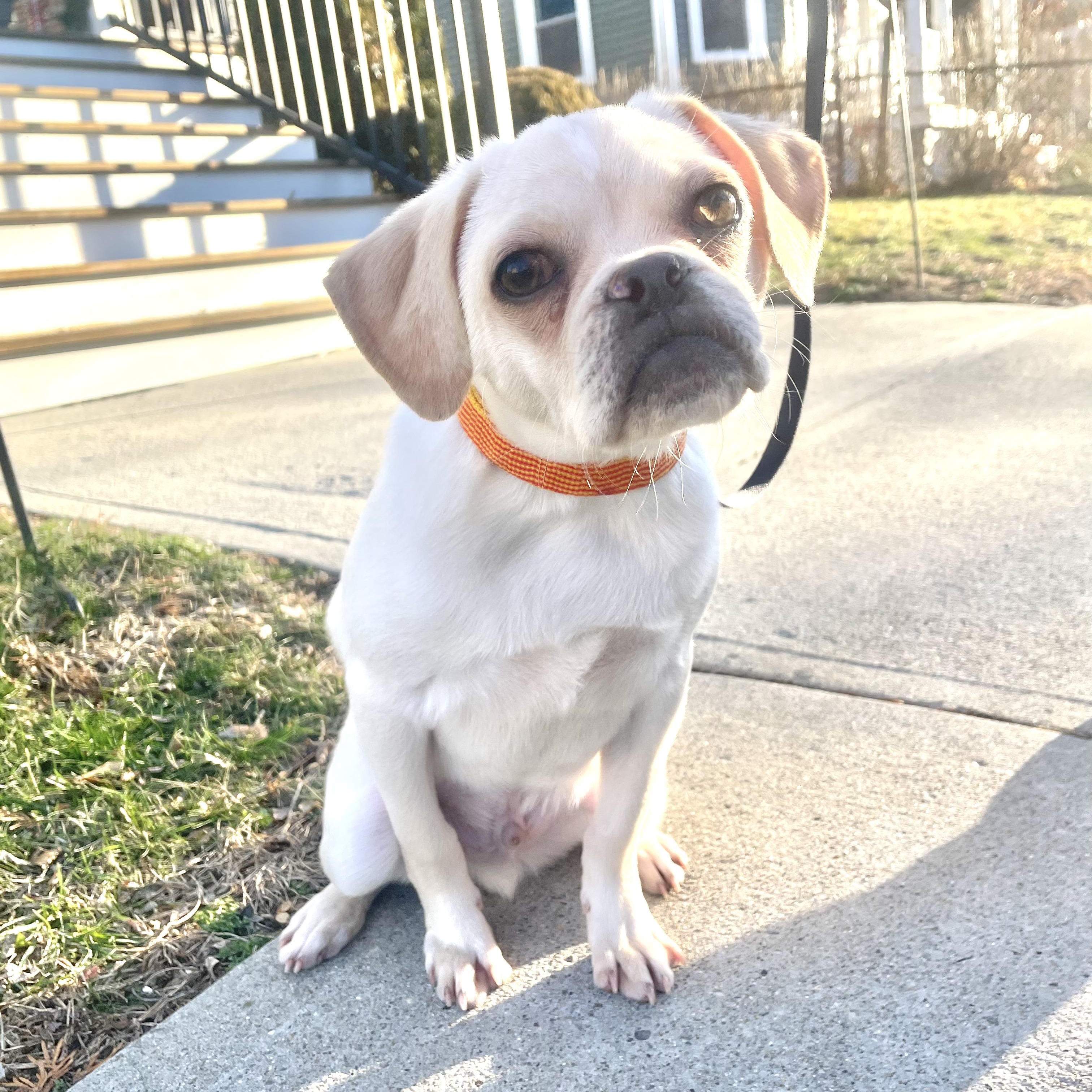 Enlarge Reed - Fostered in Rhode Island, a Adoptable mixed breed in Willington, CT image 1/6