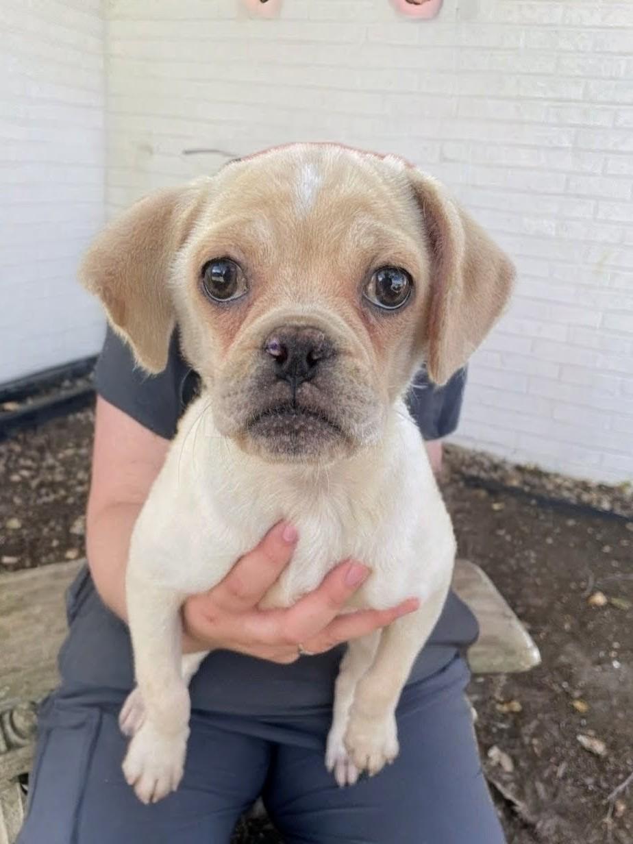 Reed, a Adoptable mixed breed in Willington, CT image 3/4