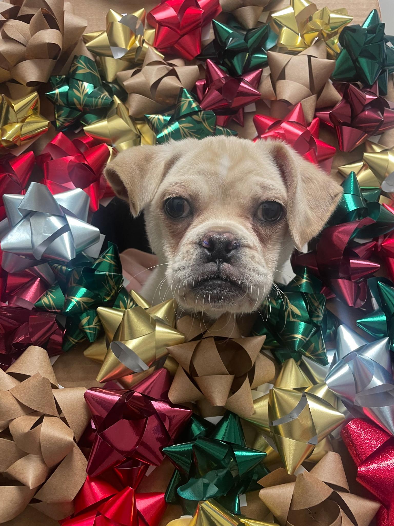 Reed, a Adoptable mixed breed in Willington, CT image 2/4