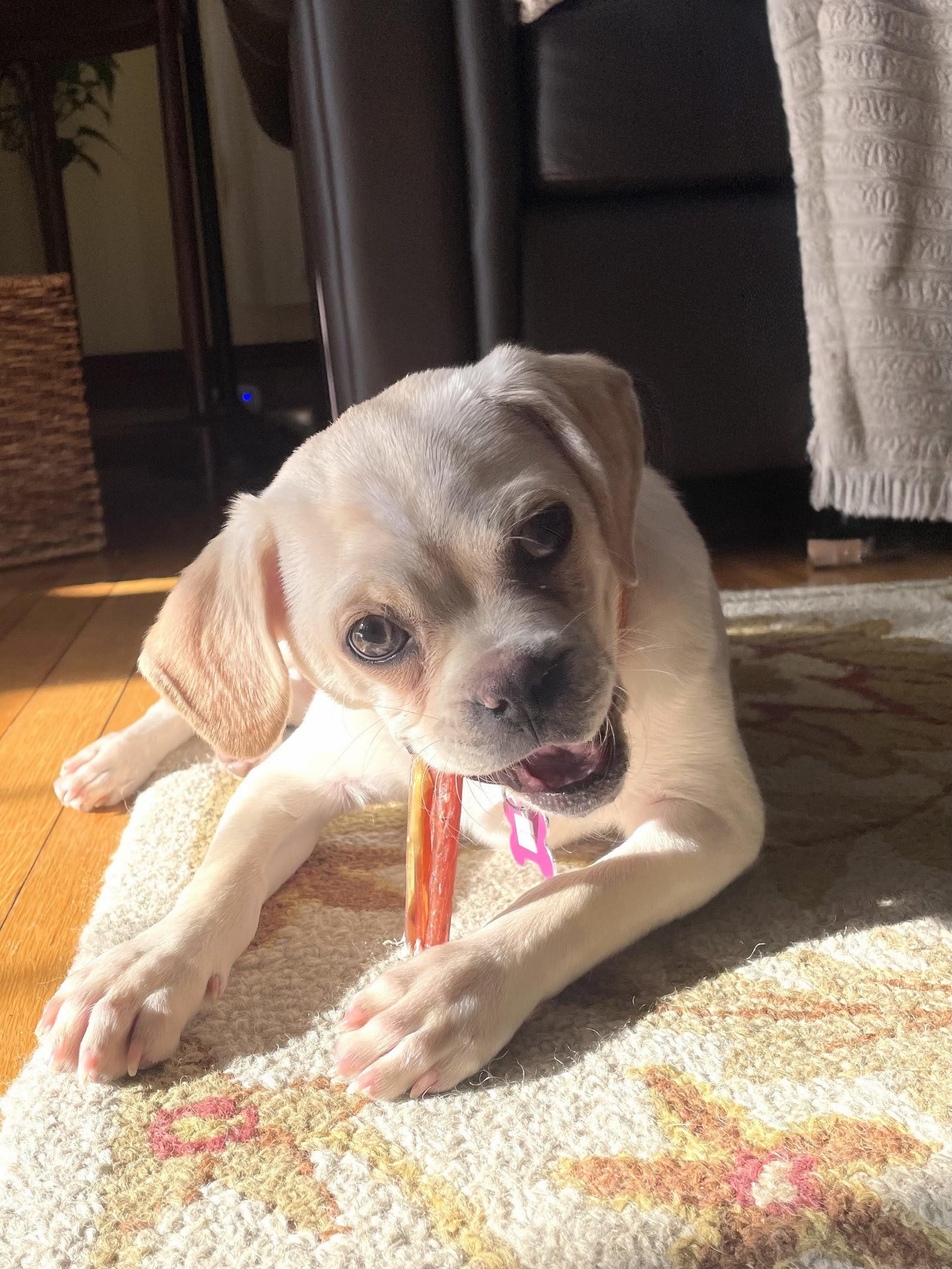 Reed - Fostered in Rhode Island, a Adoptable mixed breed in Willington, CT image 2/6