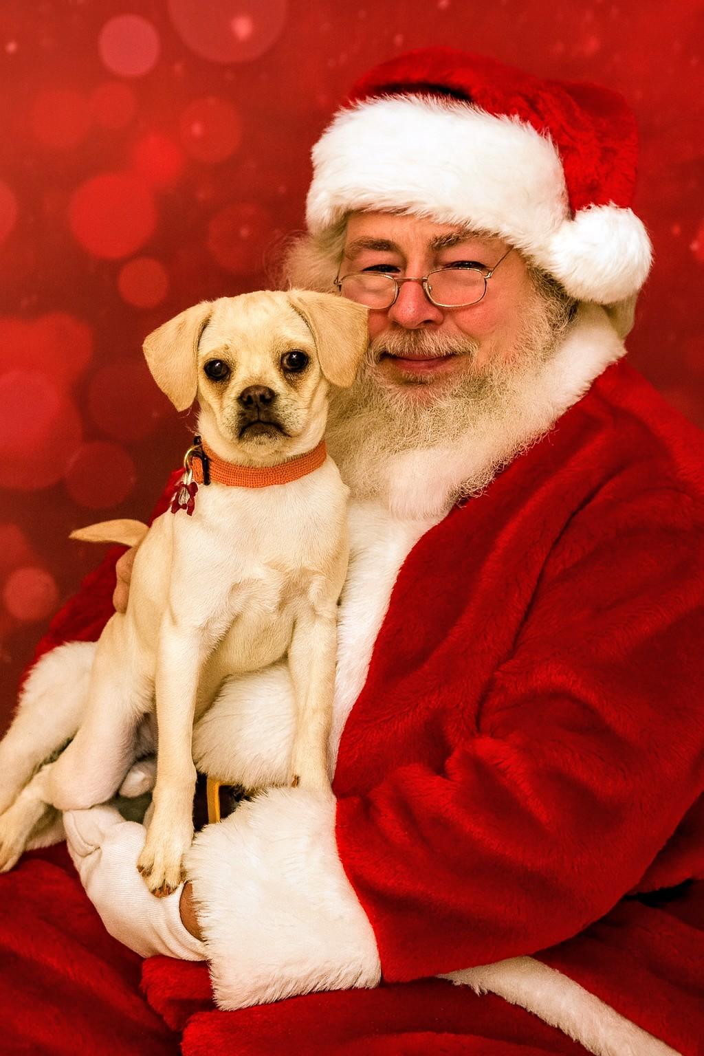 Enlarge Reed - Fostered in Rhode Island, a Adoptable mixed breed in Willington, CT image 5/6