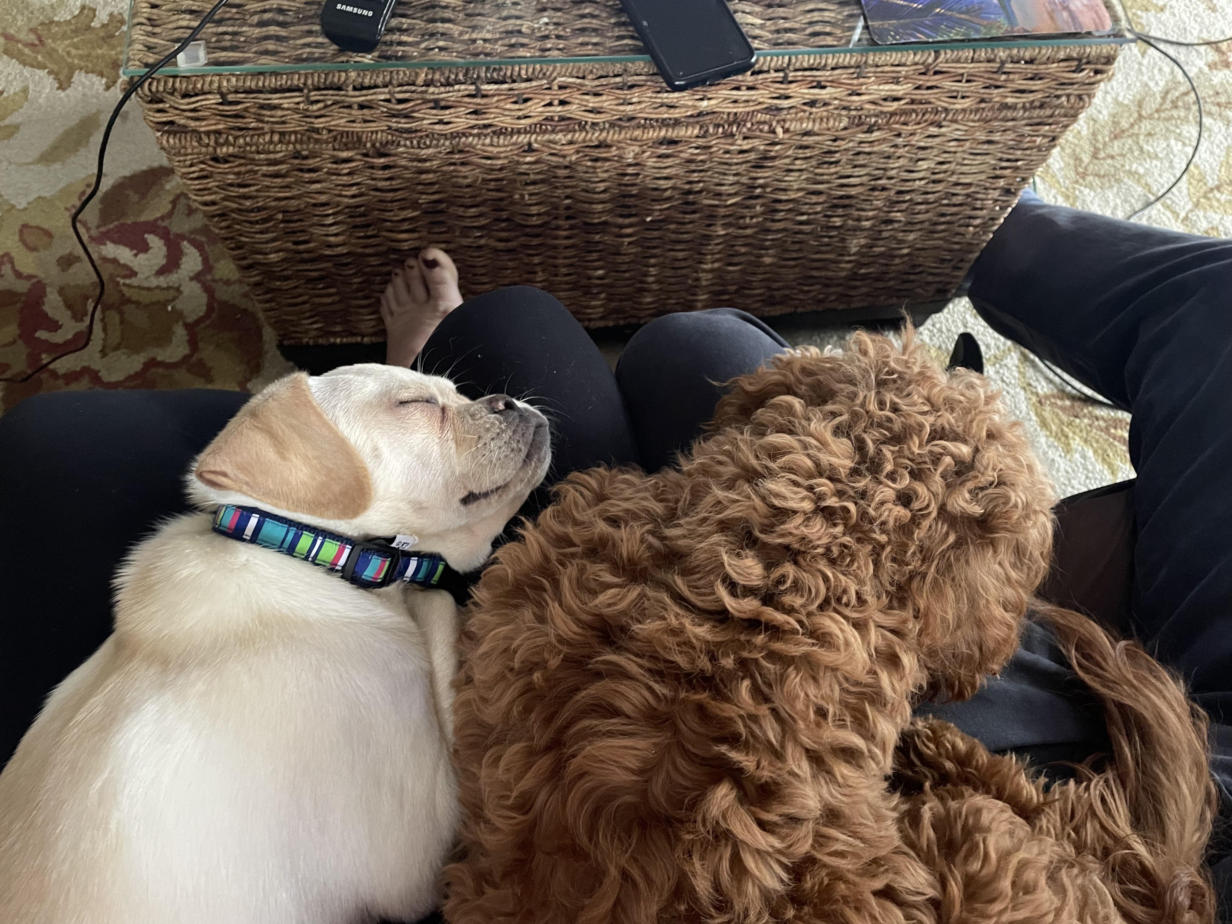 Reed - Fostered in Rhode Island, a Adoptable mixed breed in Willington, CT image 6/6