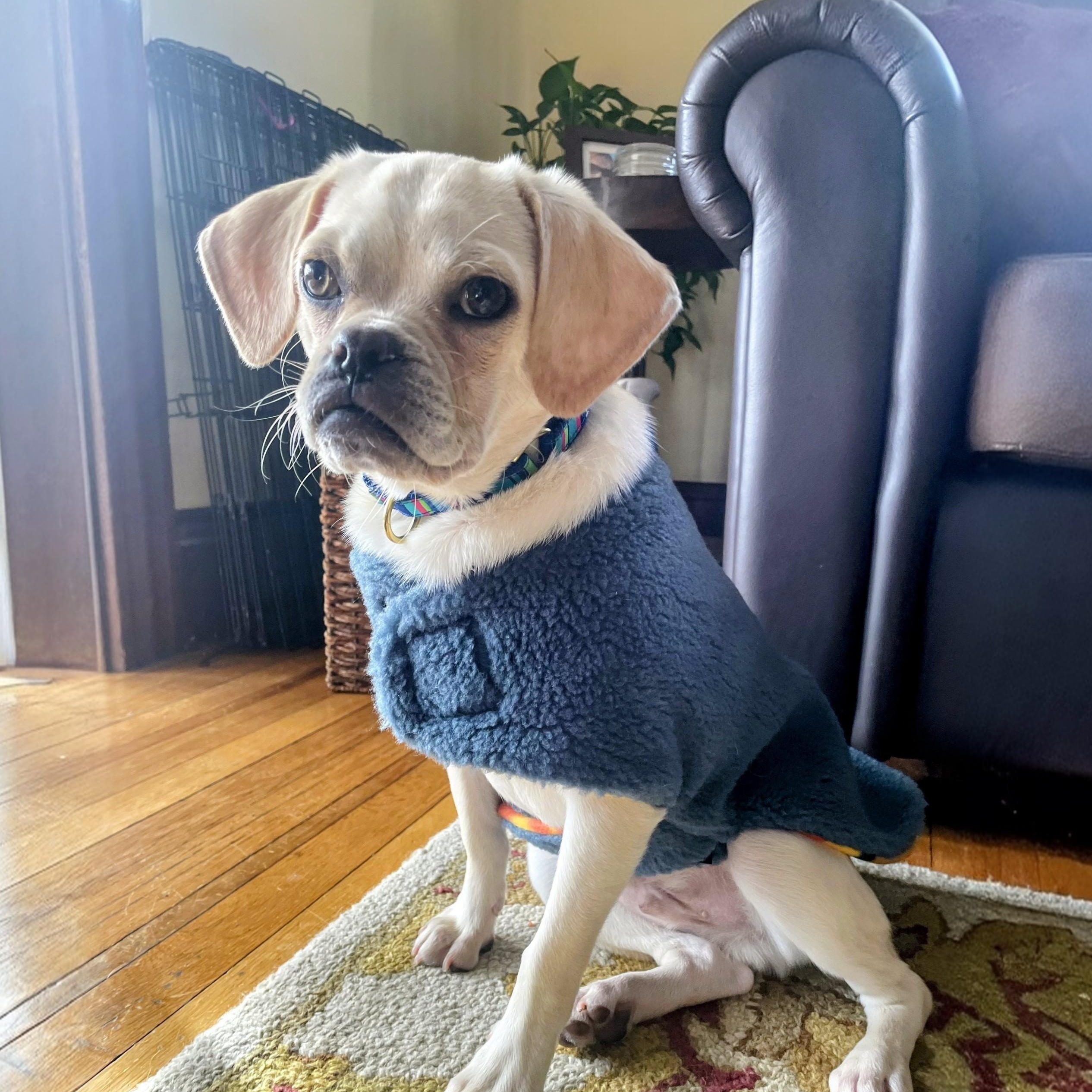 Enlarge Reed - Fostered in Rhode Island, an adopted mixed breed in Willington, CT image 2/6