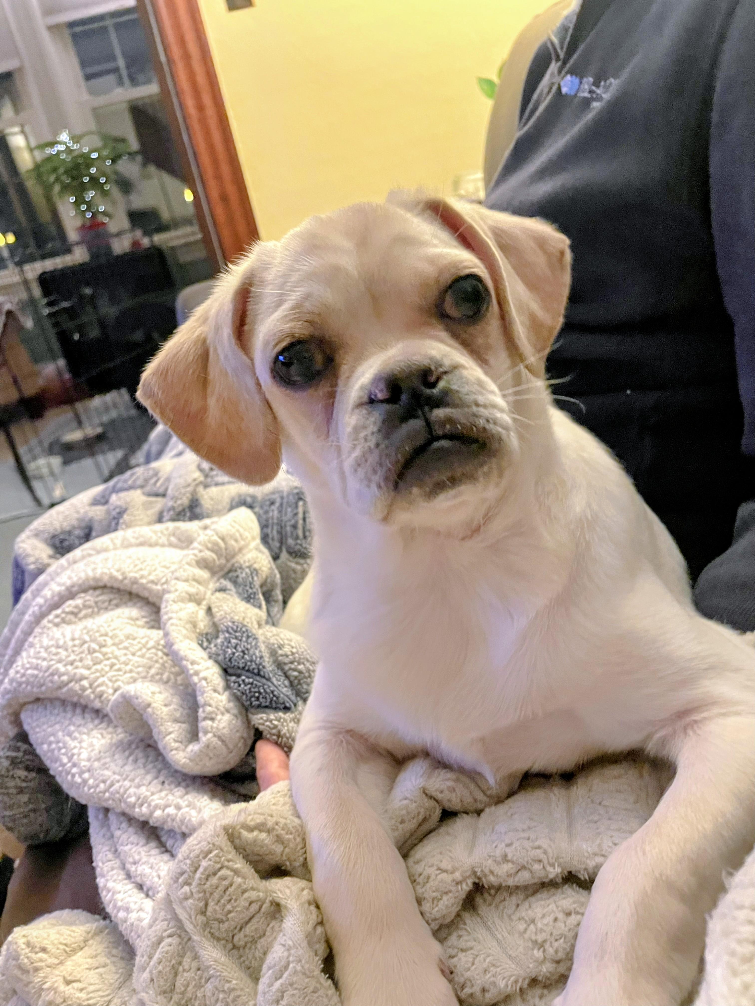 Enlarge Reed - Fostered in Rhode Island, a Adoptable mixed breed in Willington, CT image 6/6