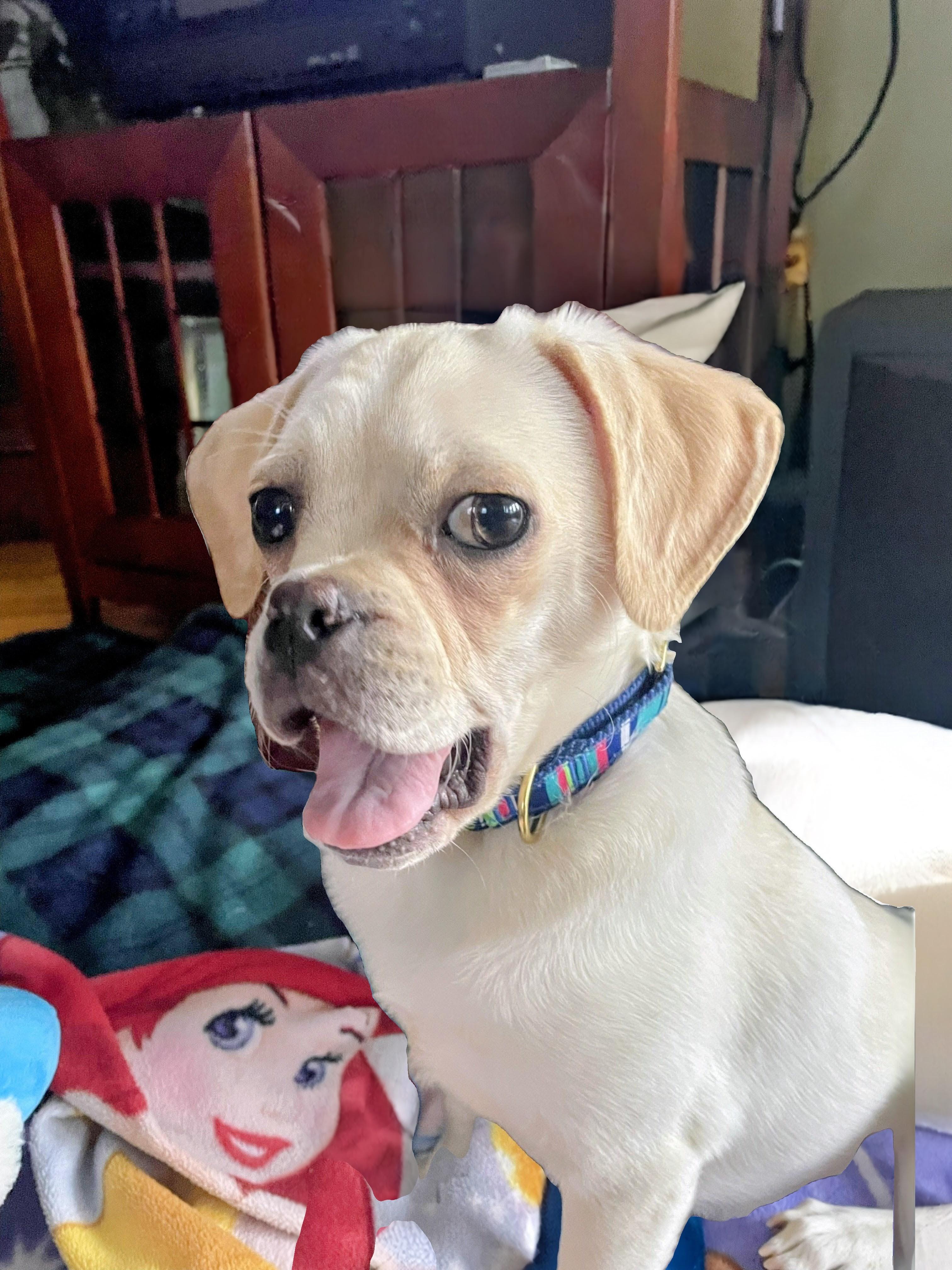 Enlarge Reed - Fostered in Rhode Island, an adopted mixed breed in Willington, CT image 1/6