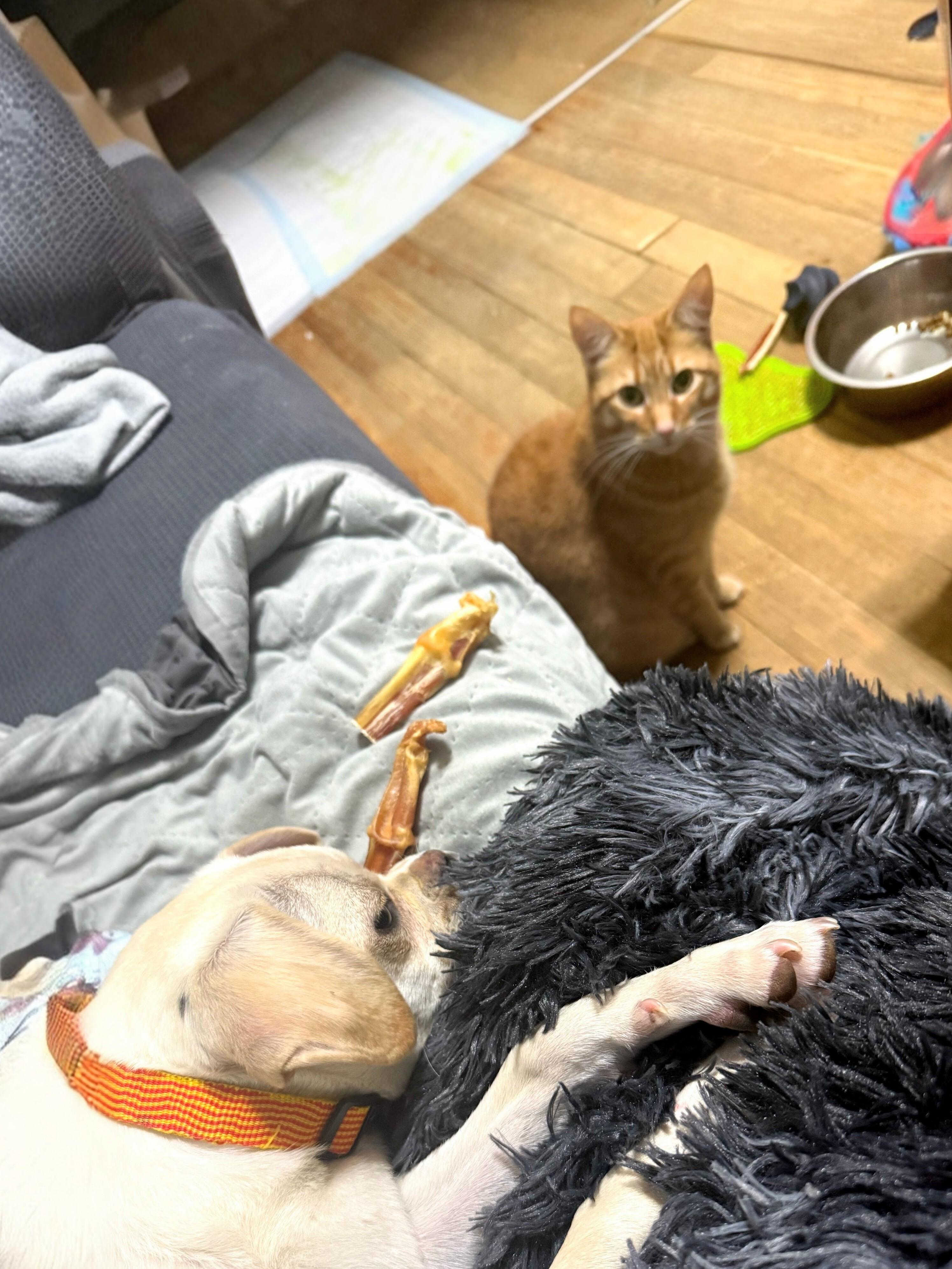 Enlarge Reed - Fostered in Rhode Island, an adopted mixed breed in Willington, CT image 6/6