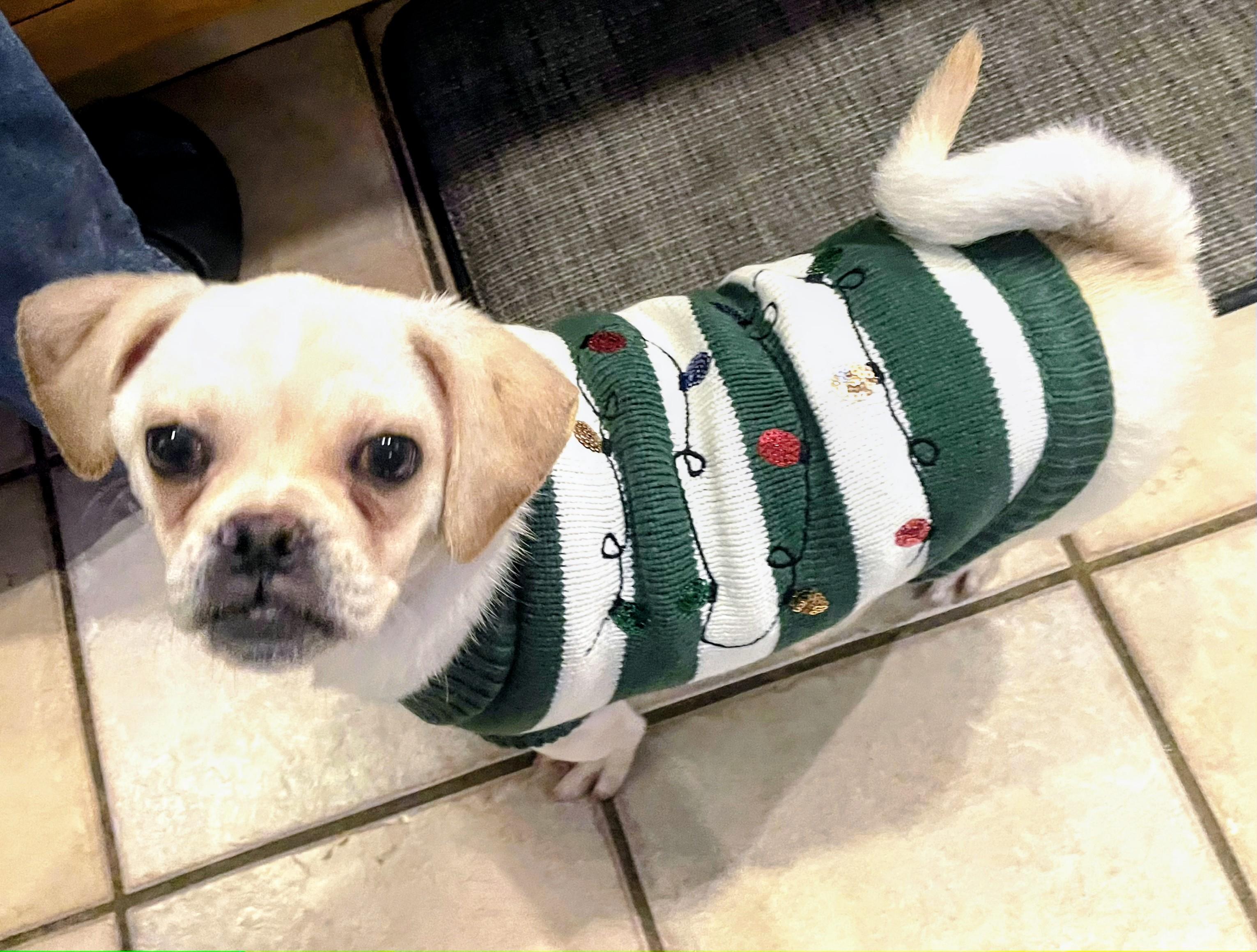 Enlarge Reed - Fostered in Rhode Island, a Adoptable mixed breed in Willington, CT image 4/6