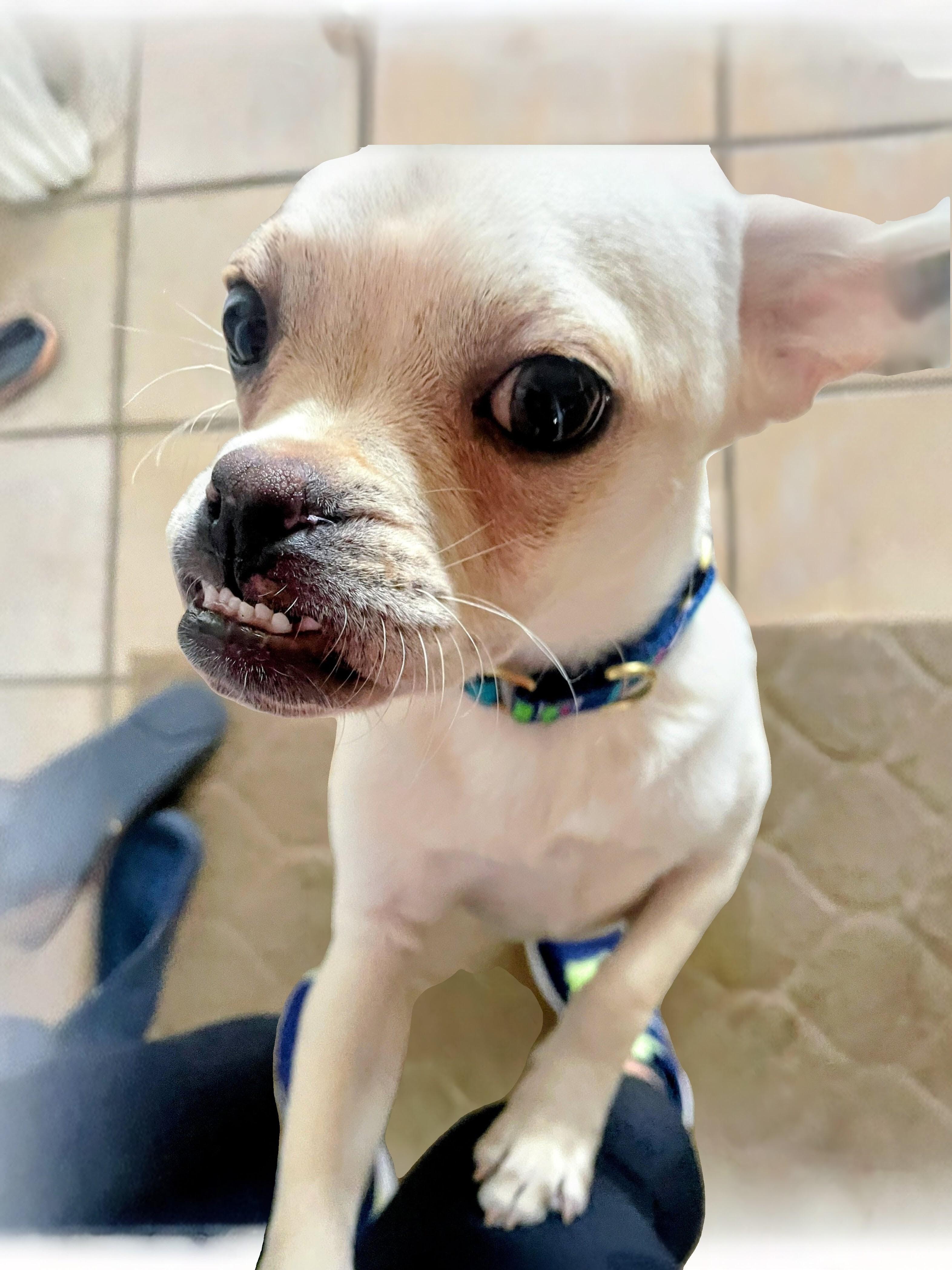 Reed - Fostered in Rhode Island, Adoptable, Puppy Male Pug.