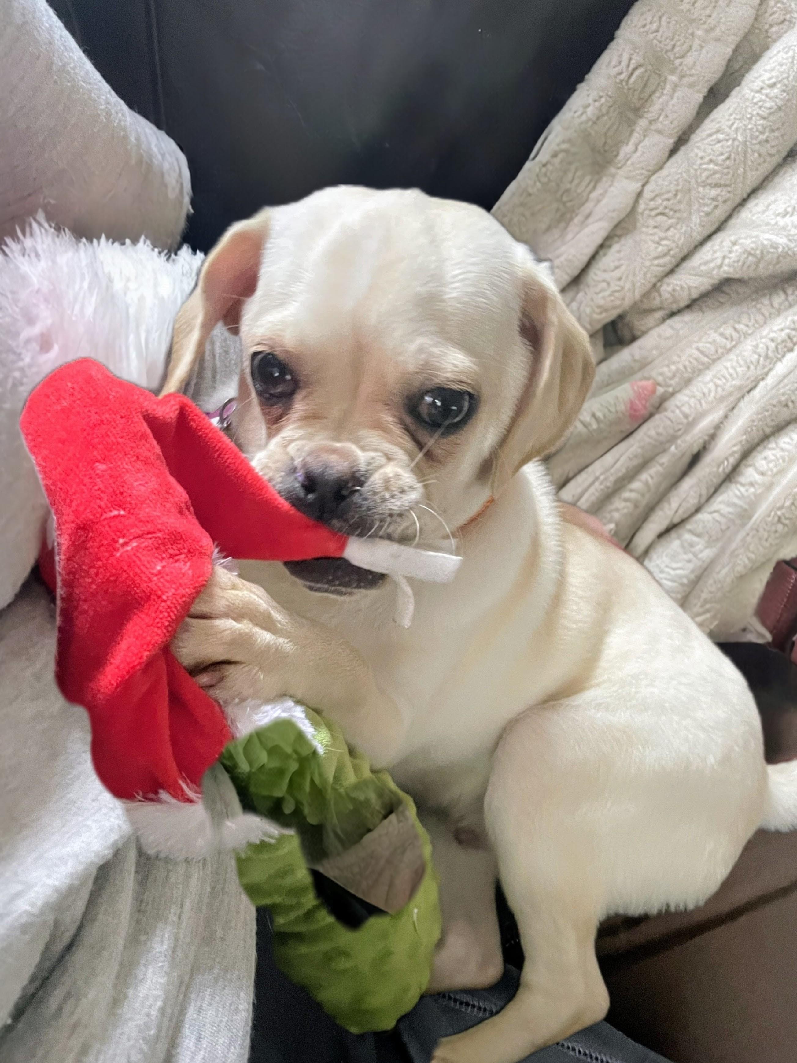 Enlarge Reed - Fostered in Rhode Island, a Adoptable mixed breed in Willington, CT image 3/6