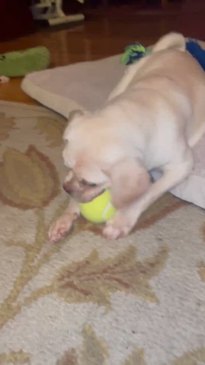 Enlarge Reed - Fostered in Rhode Island, a Adoptable mixed breed in Willington, CT video 4/6