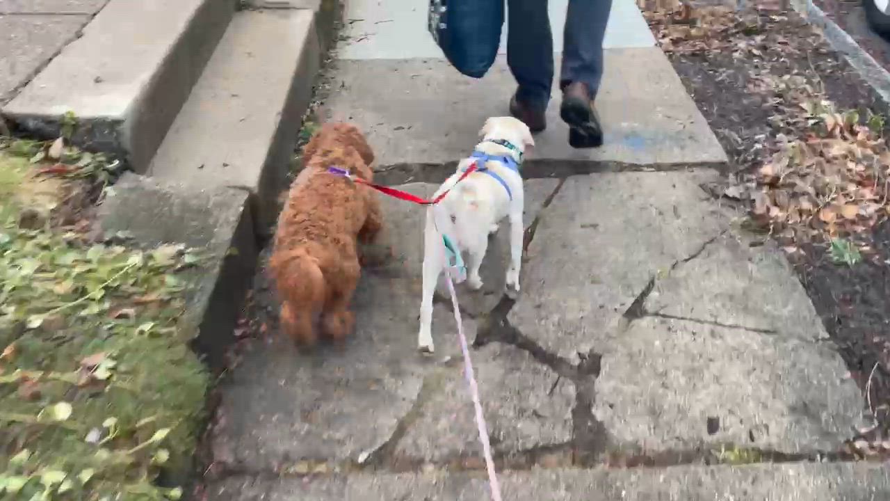 Enlarge Reed - Fostered in Rhode Island, an adopted mixed breed in Willington, CT video 4/6