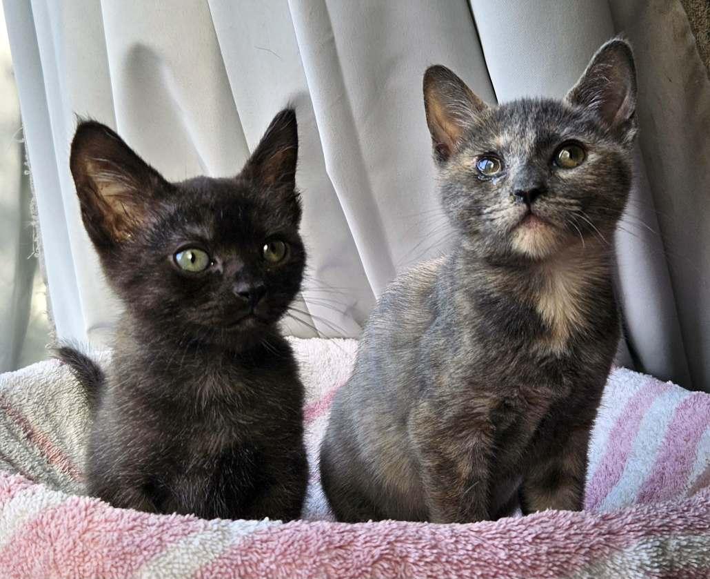 Kitten Oden, a Adopted Domestic Short Hair in Seal Beach, CA image 1/2