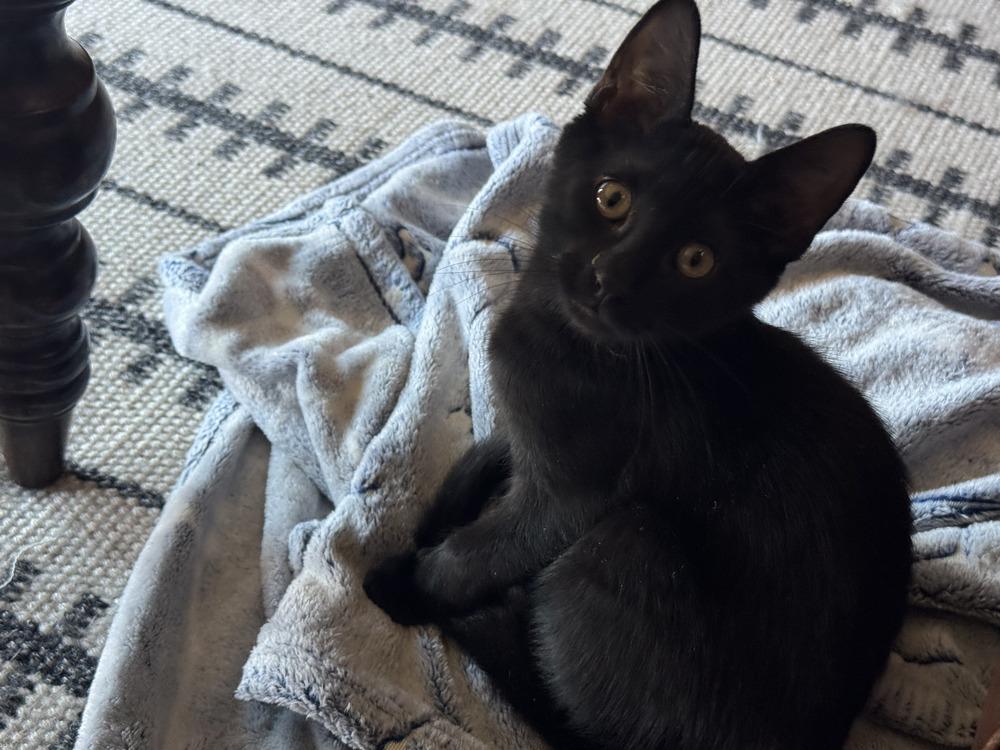 Wolf, Adoptable, Kitten Male Domestic Short Hair.