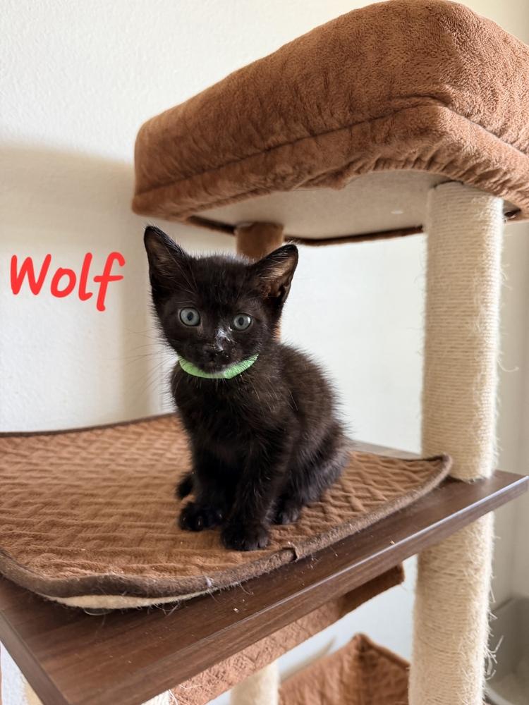 Wolf, a Adoptable Domestic Short Hair in Lafayette, CO image 2/4
